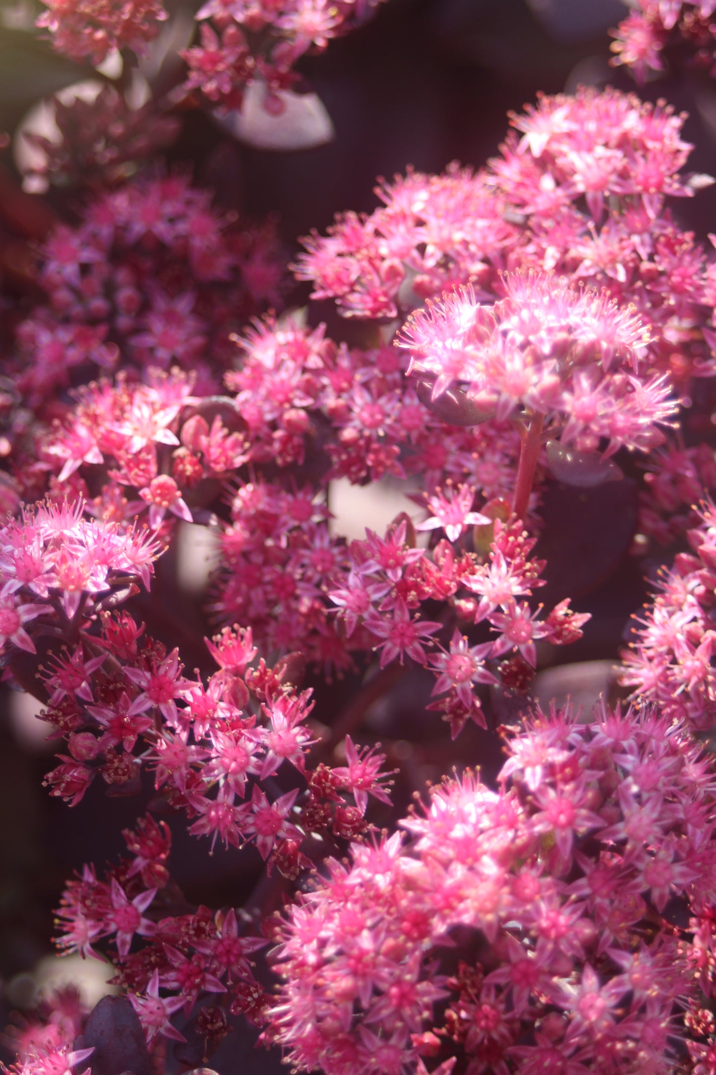 Sedum Plum Dazzled 1g