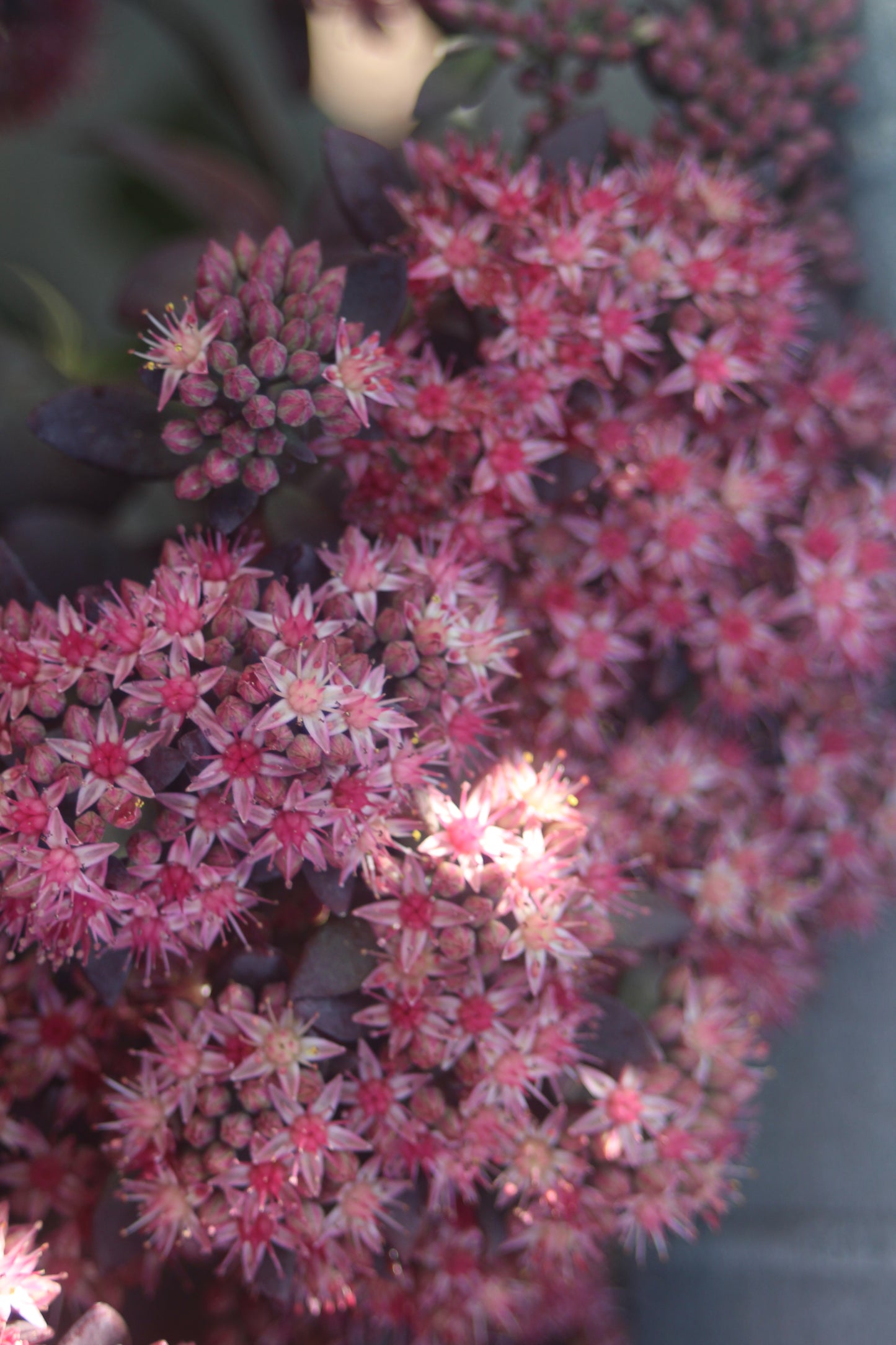 Sedum Plum Dazzled 1g