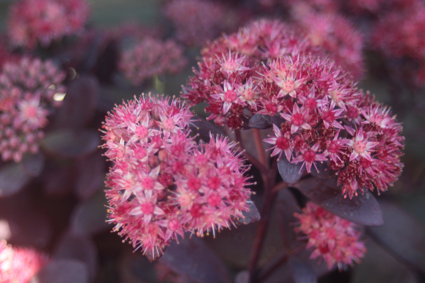 Sedum Plum Dazzled 1g