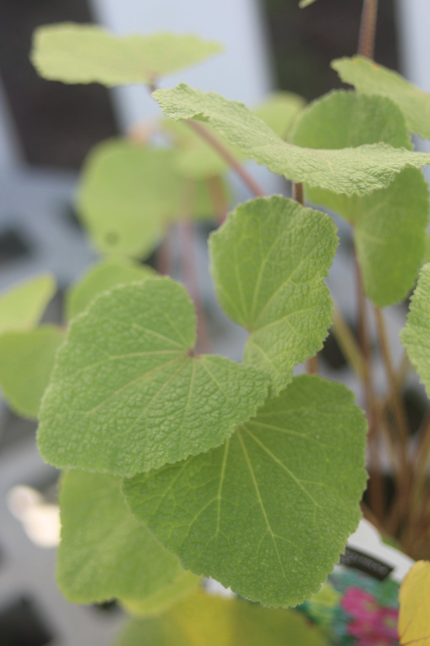 ALCEA ficifolia Las Vegas jumbo