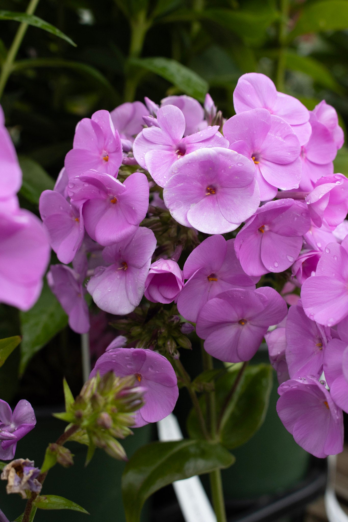 PHLOX Fashionably Early Flamingo 1g