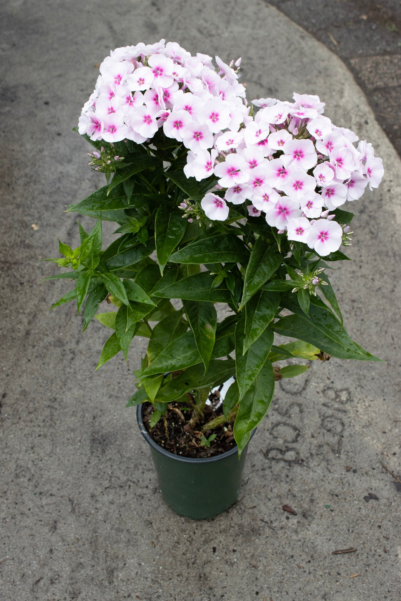 PHLOX pan. Flame Pro Baby Doll 1g