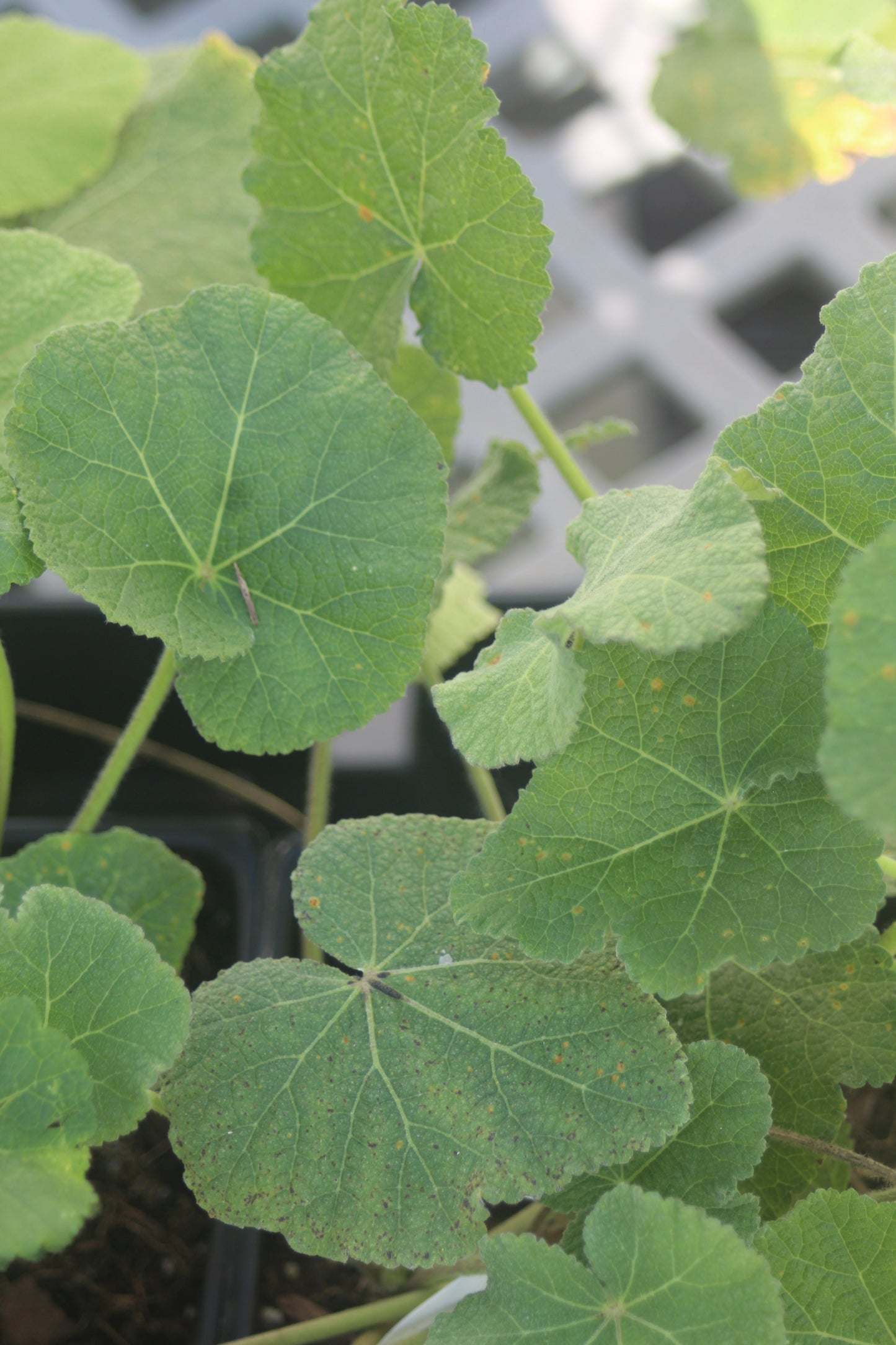 ALCEA Sunshine 1g