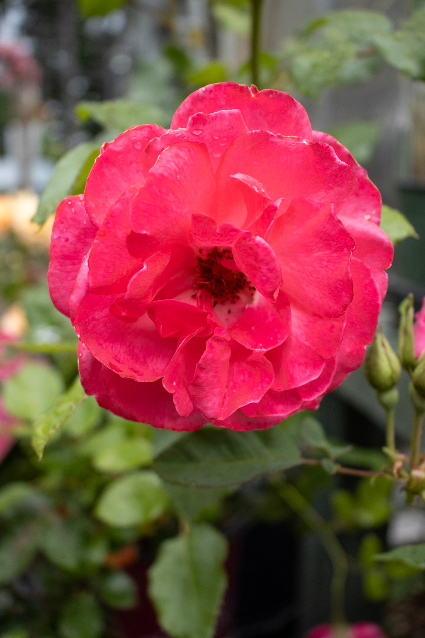 ROSA EE `GRANDMAS BLESSING 2g