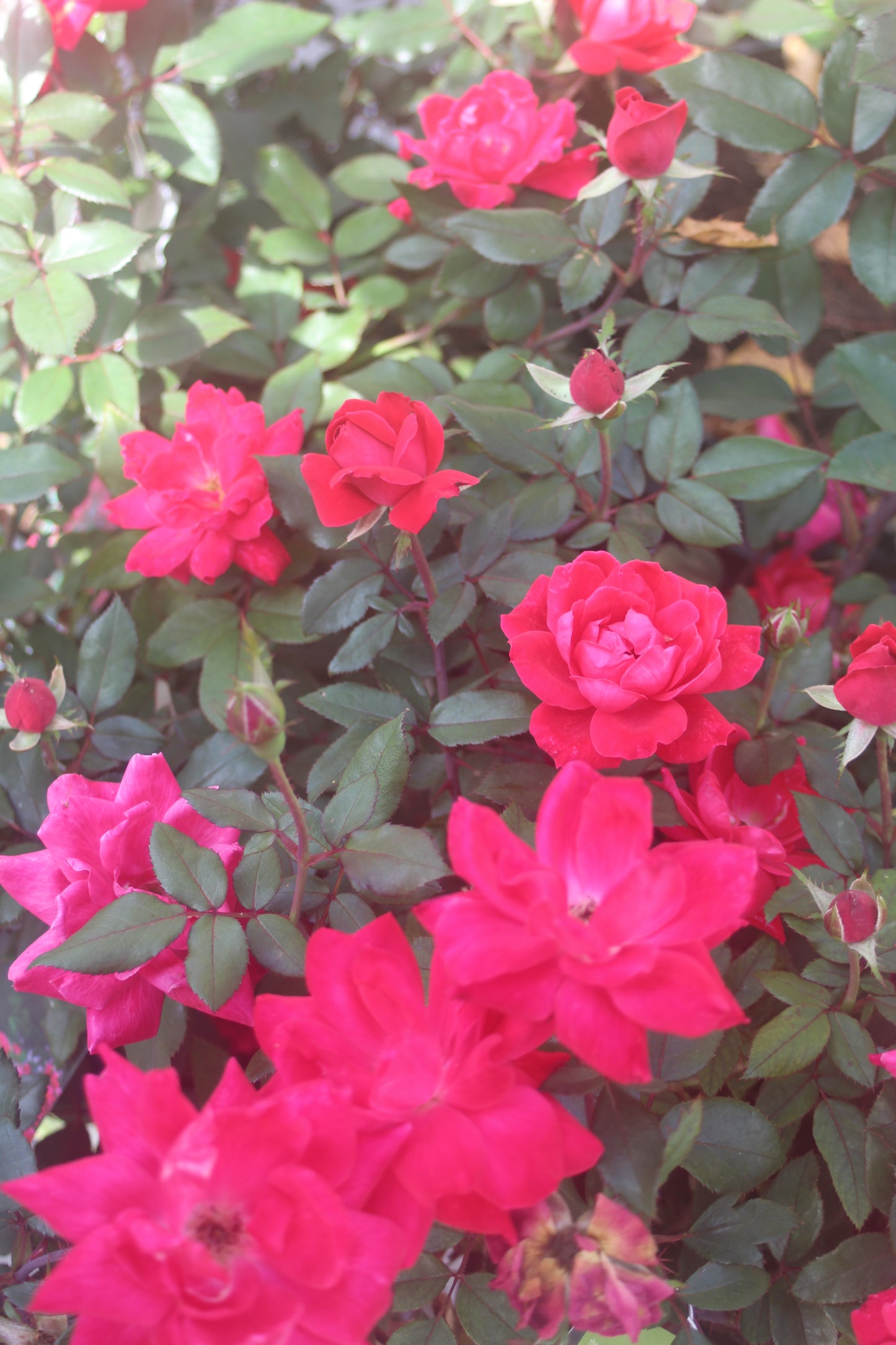 Rose Dbl Knockout 3g