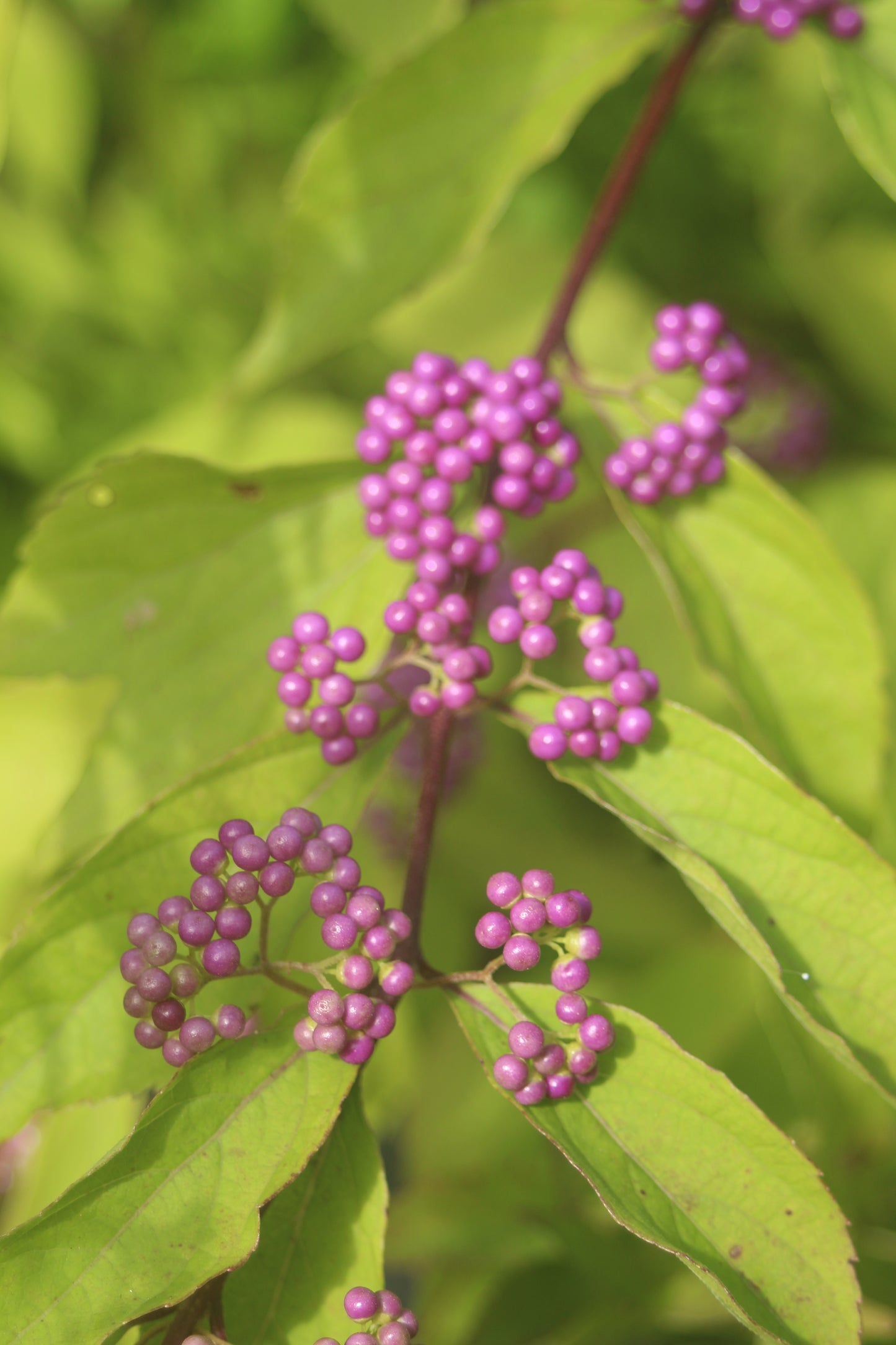 Callicarpa Beautyberry 3g