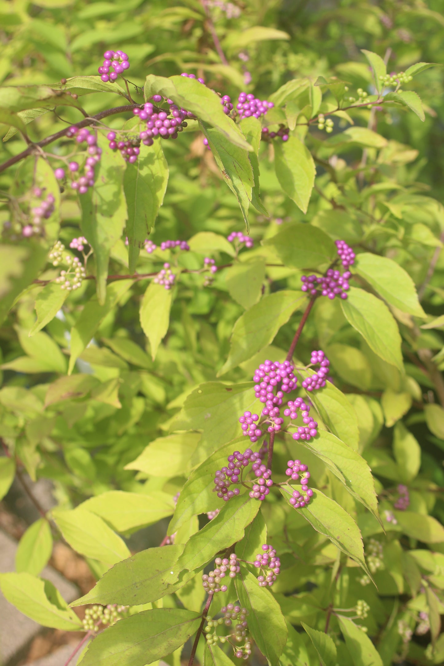 Callicarpa Beautyberry 3g