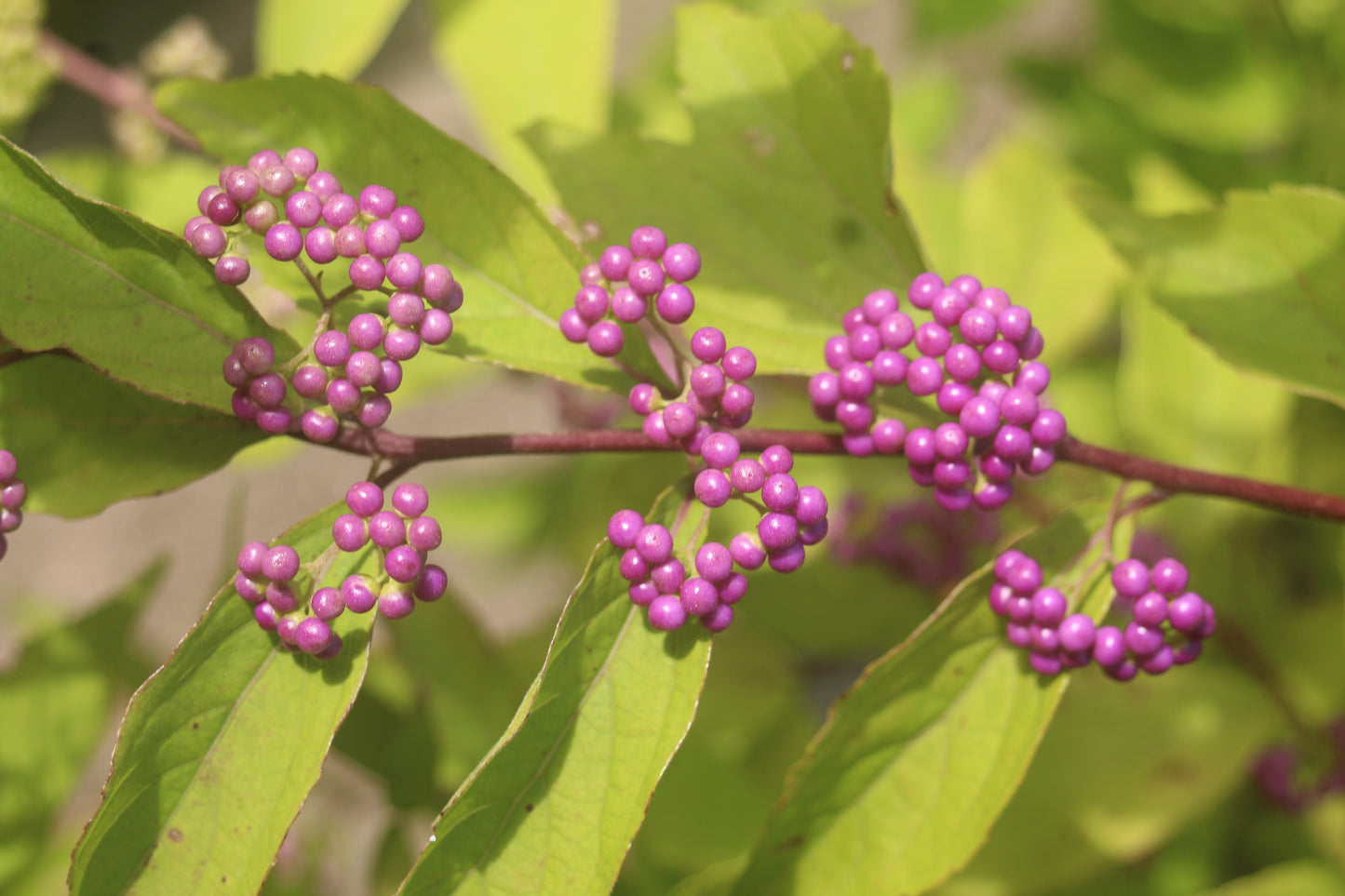 Callicarpa Beautyberry 3g