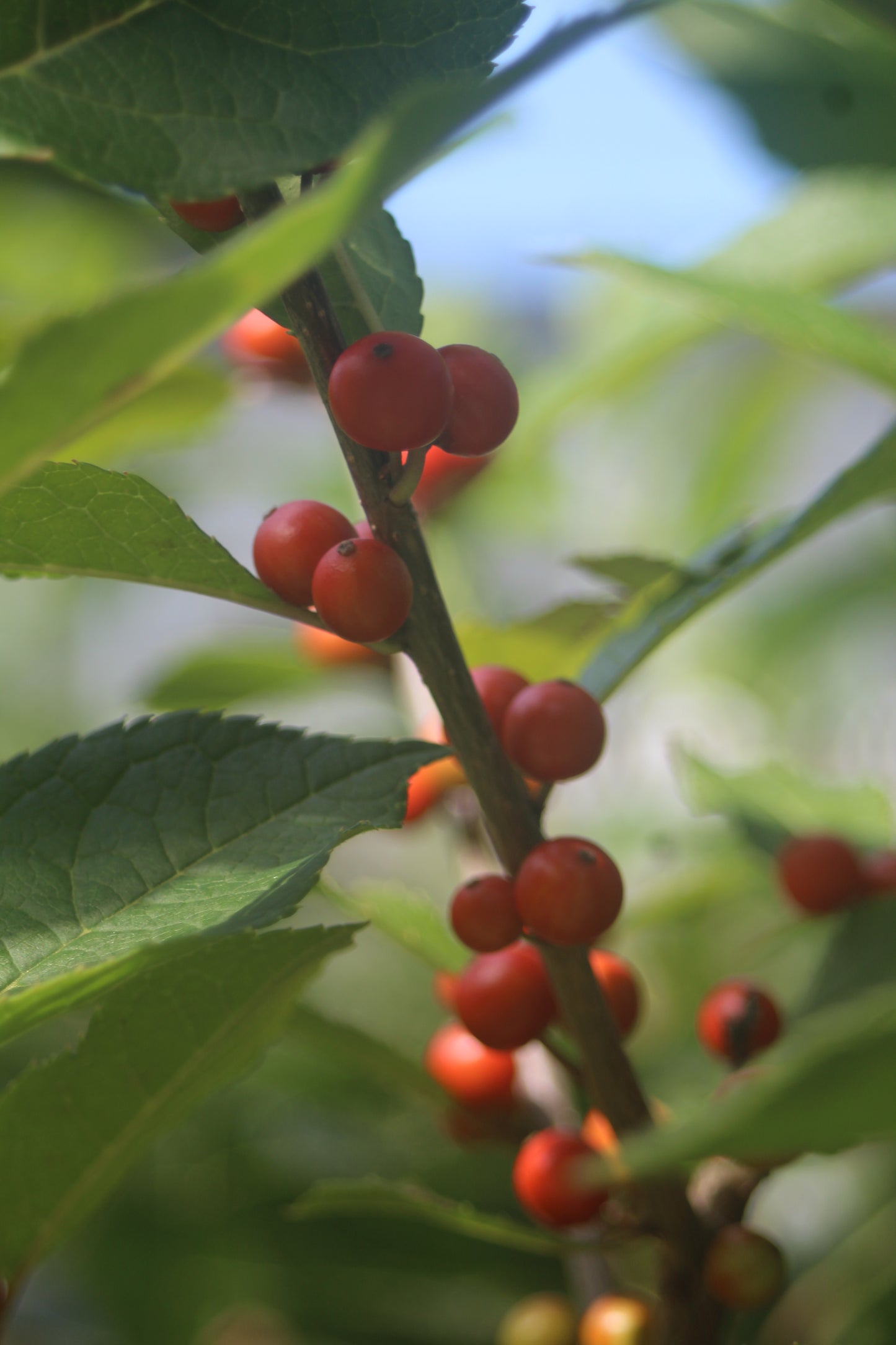 Ilex vert.Berry Heavy