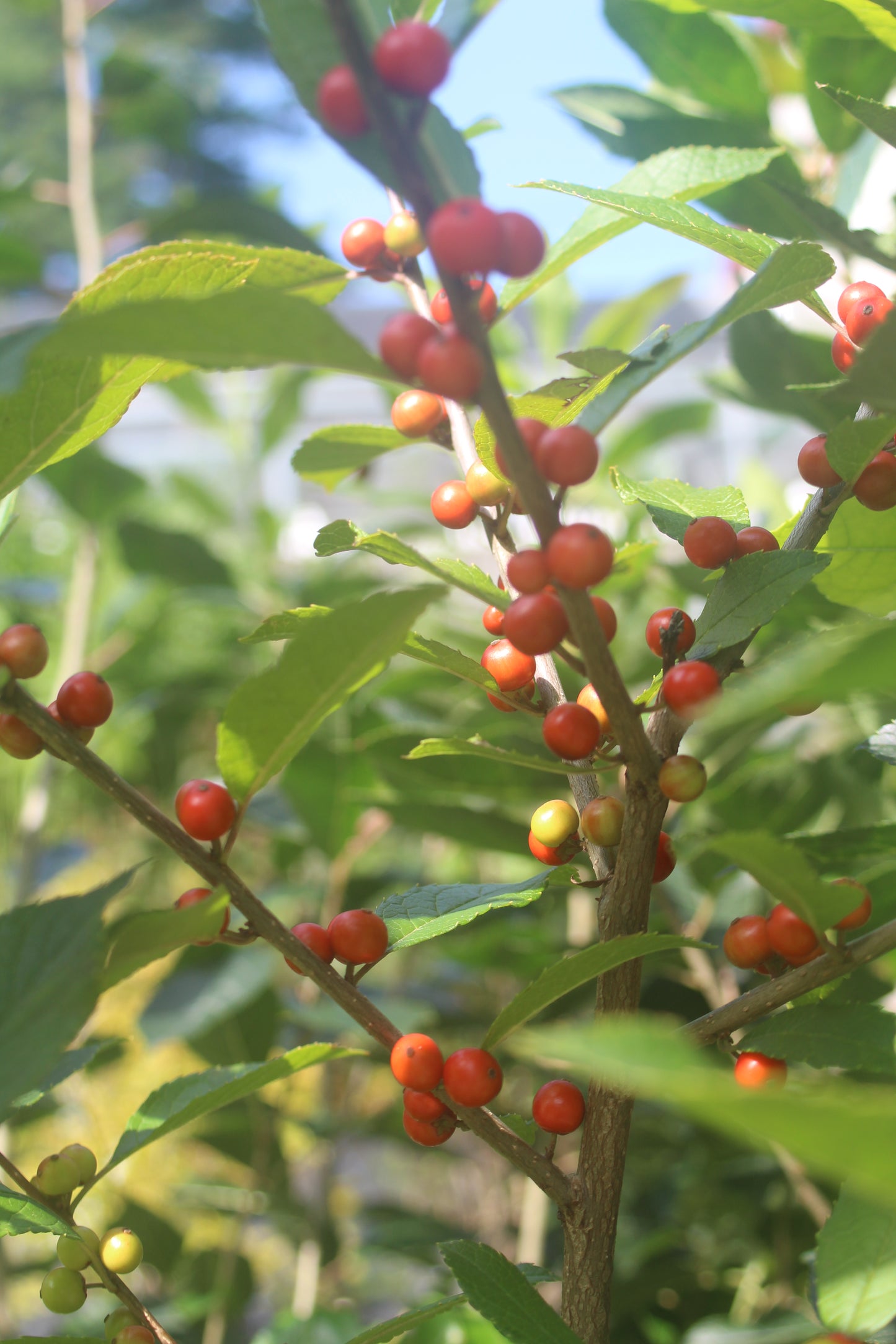 ILEX VERTICILLATA `BERRY HEAVY 3g