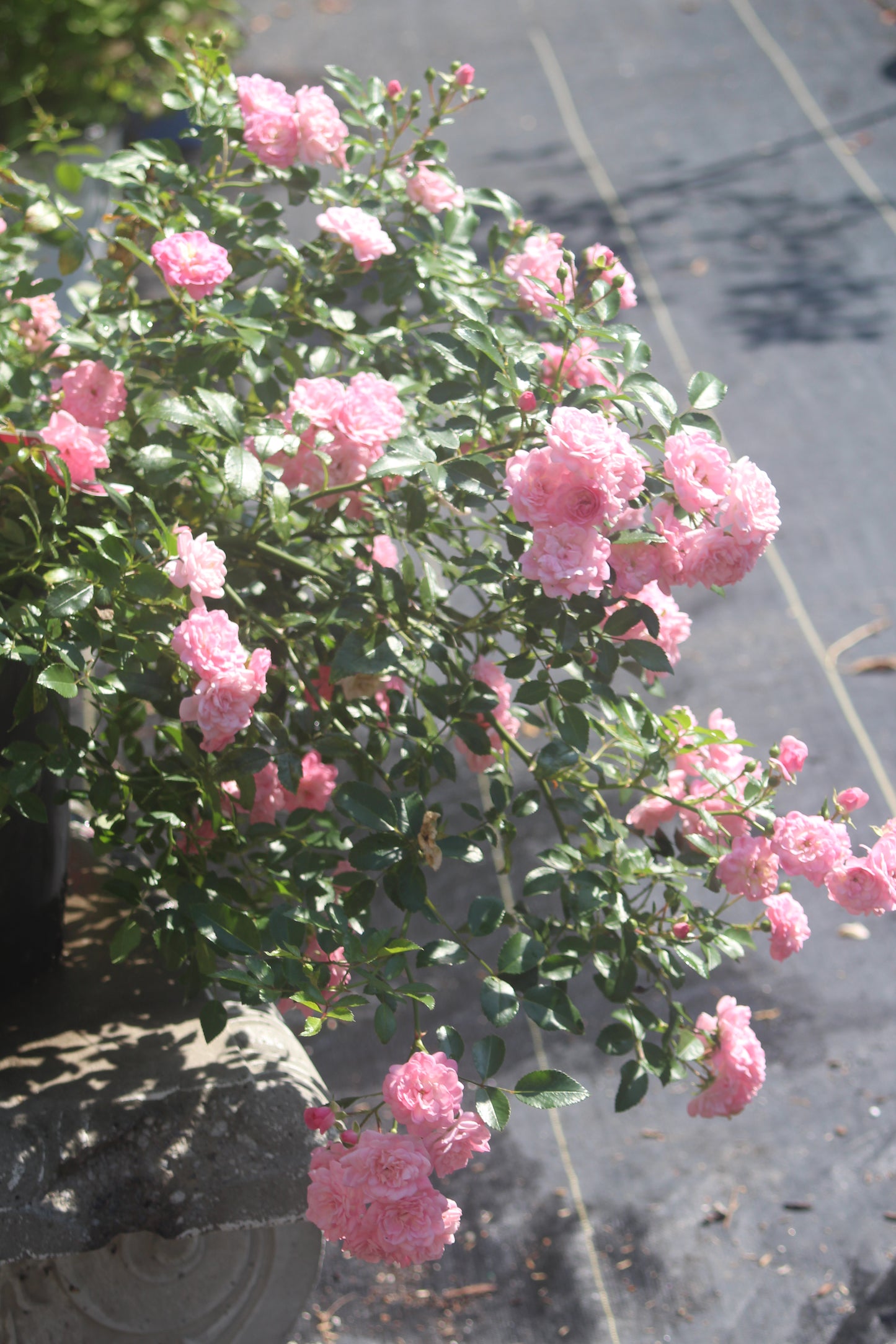 ROSA `THE FAIRY 3g