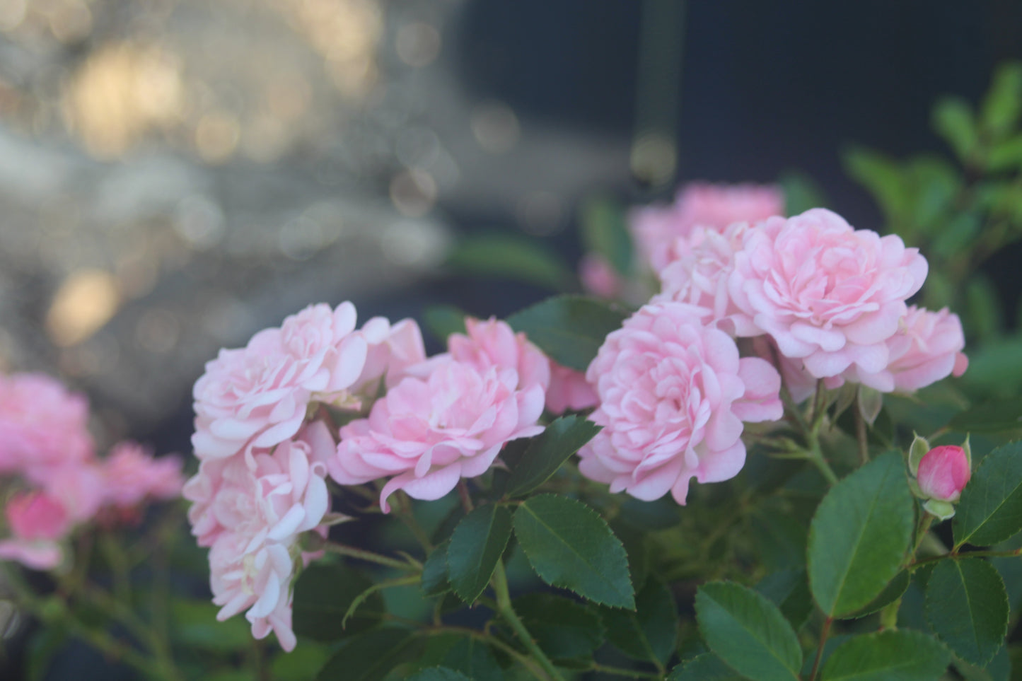 ROSA `THE FAIRY 3g