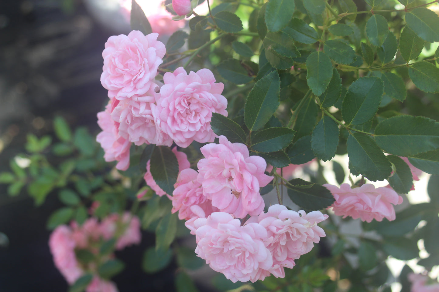 ROSA `THE FAIRY 3g