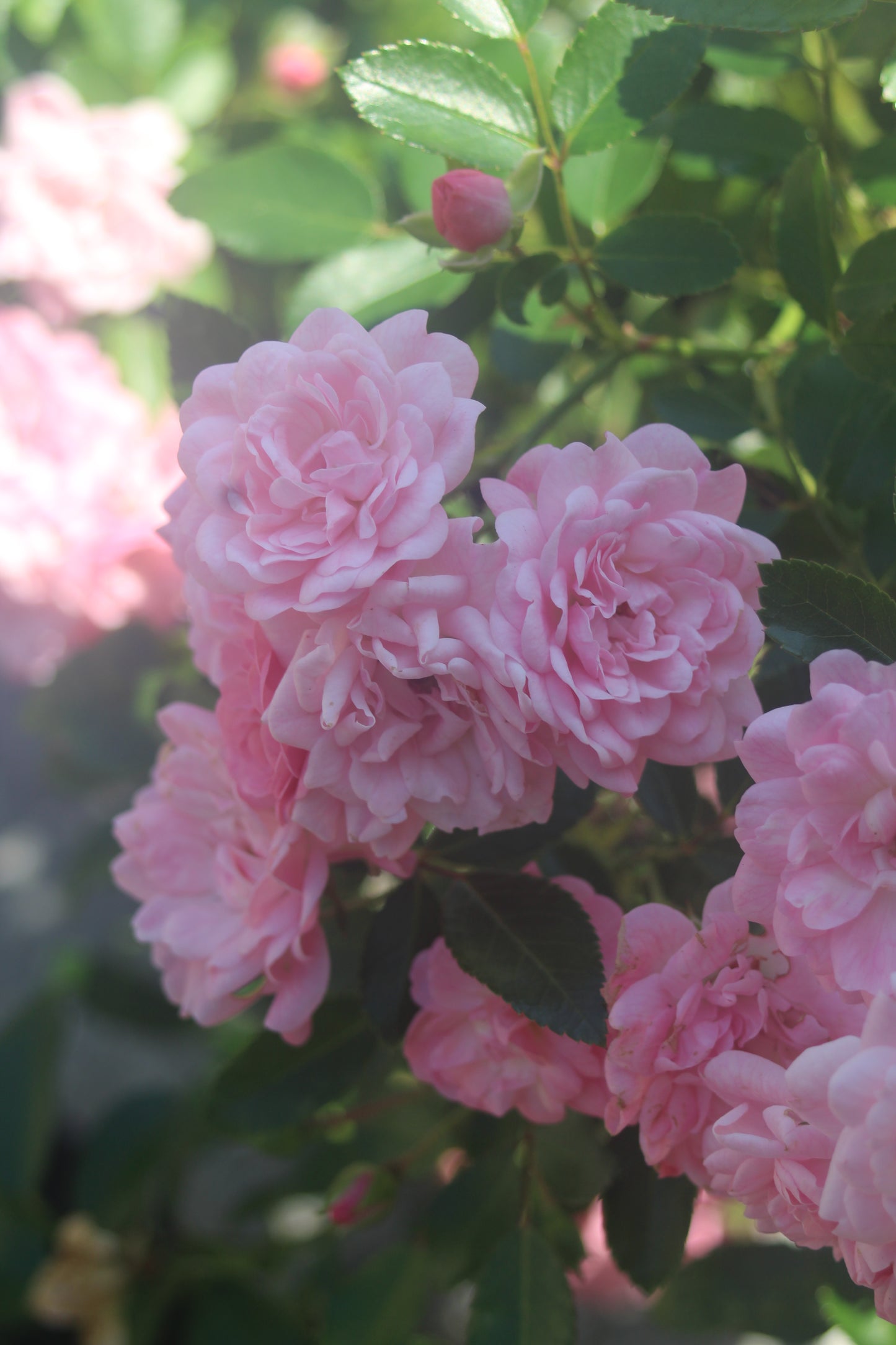 ROSA `THE FAIRY 3g