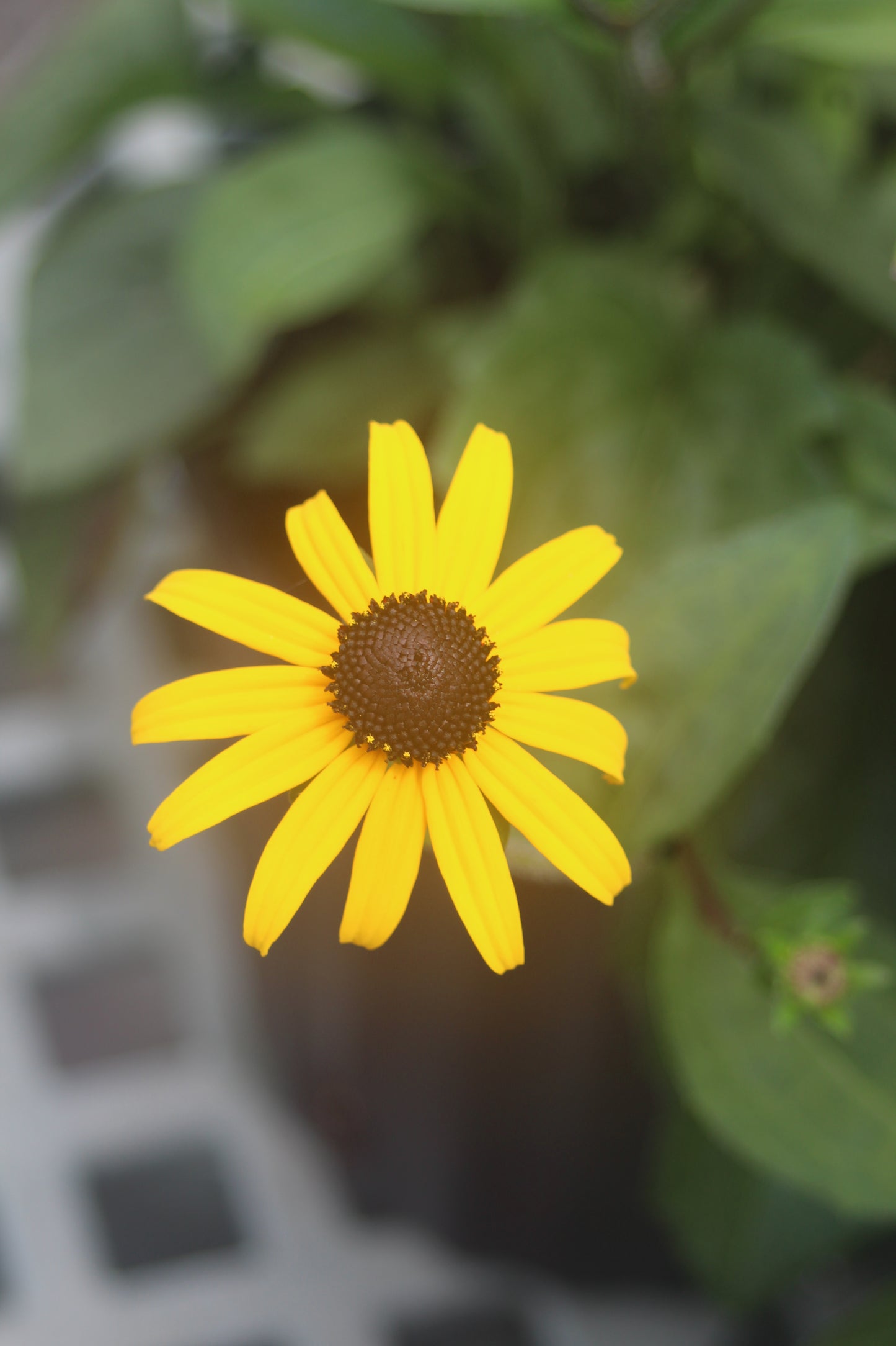 Rudbeckia Goldsturm