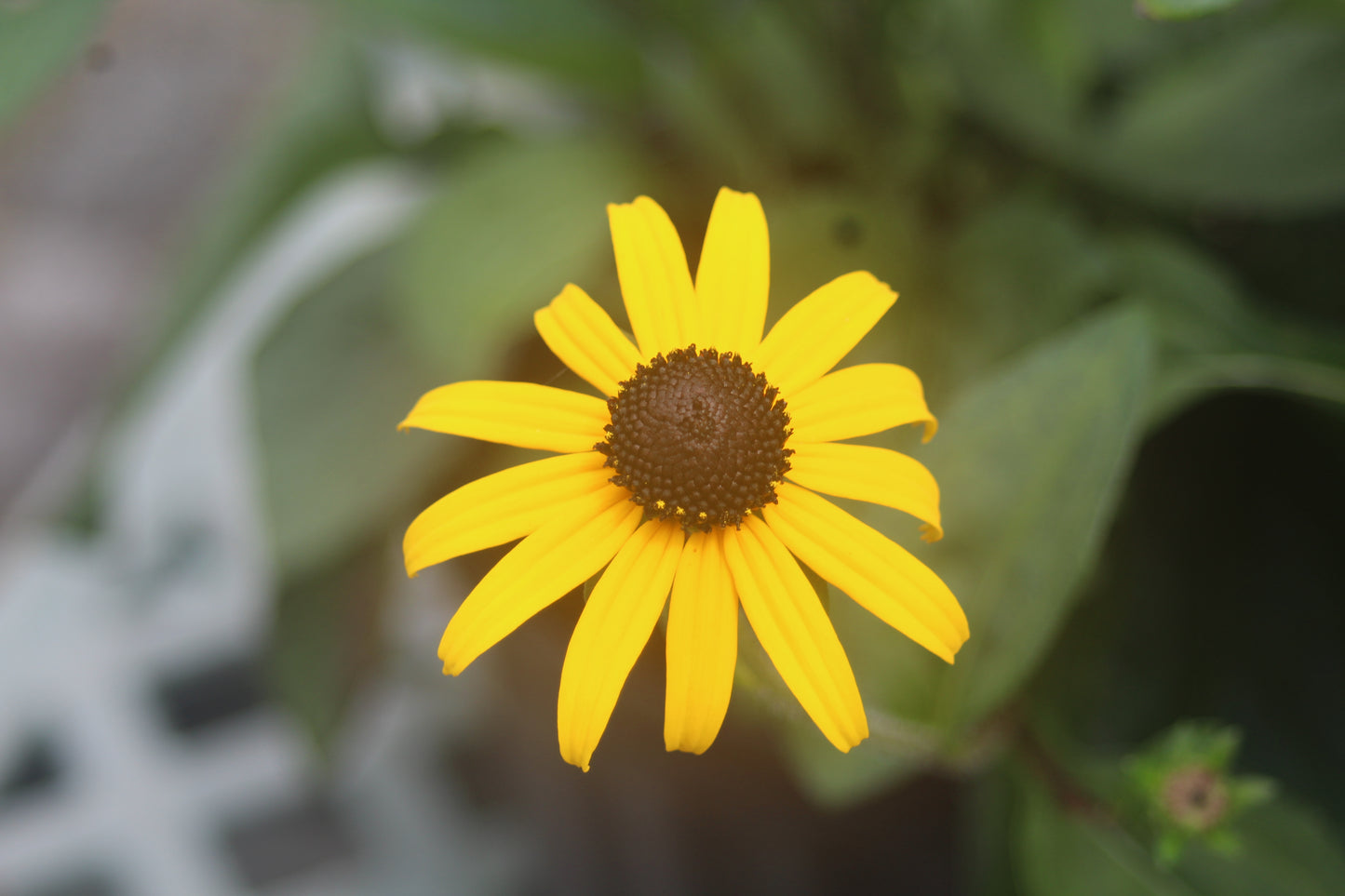 Rudbeckia Goldsturm 1g