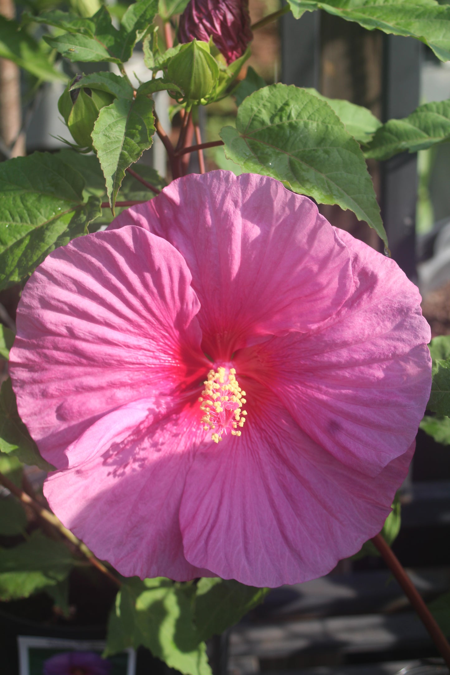 Hibiscus Fantasia 1g