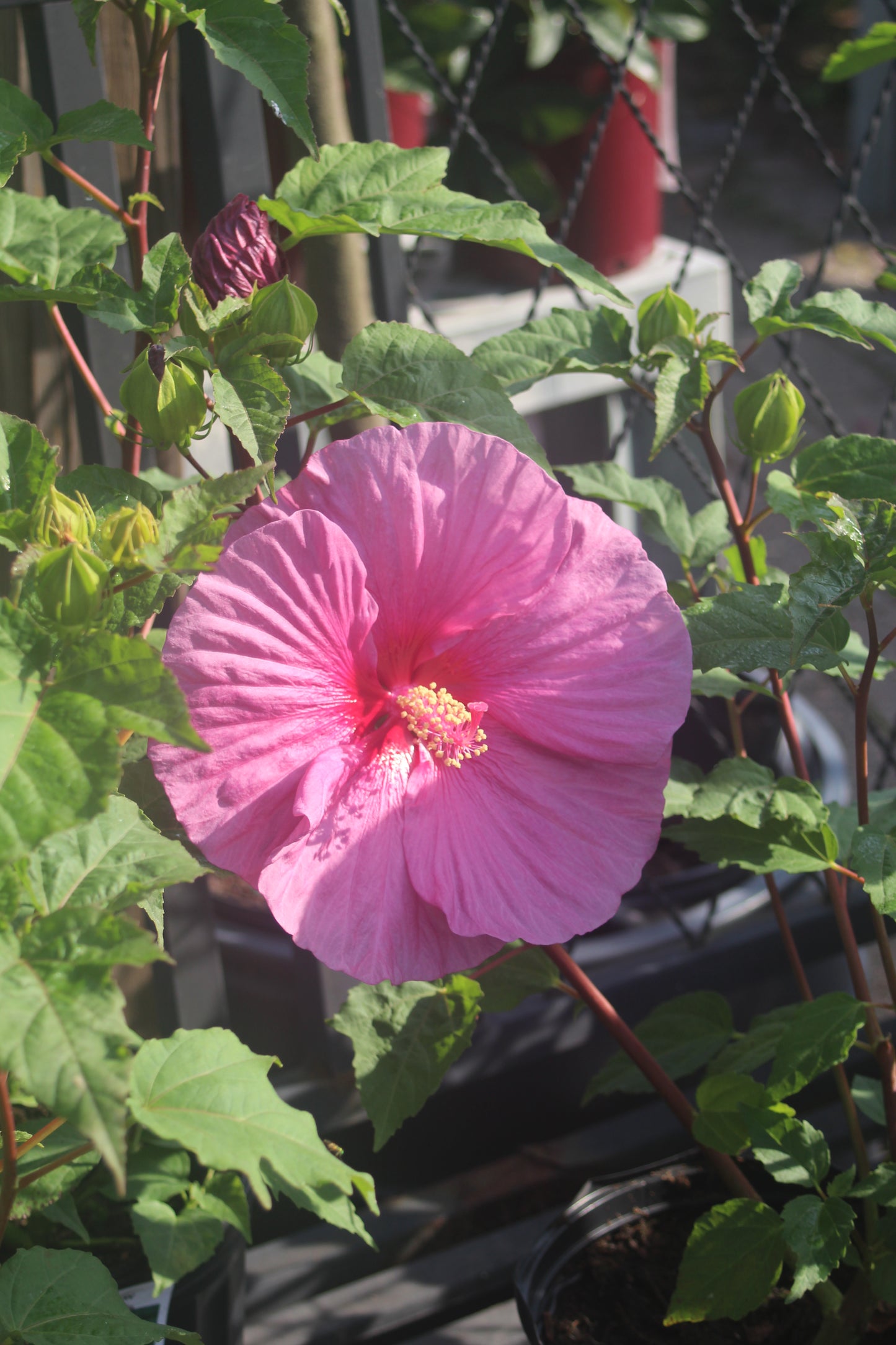 Hibiscus Fantasia 1g
