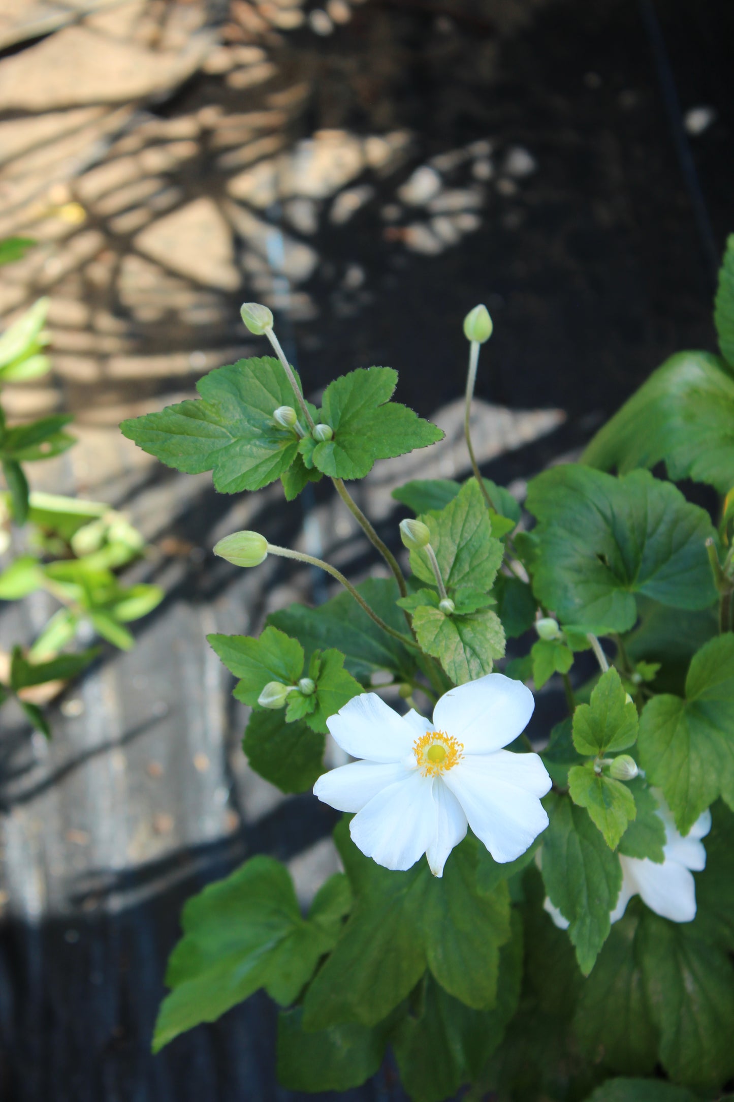 Anemone Honorine Jobert