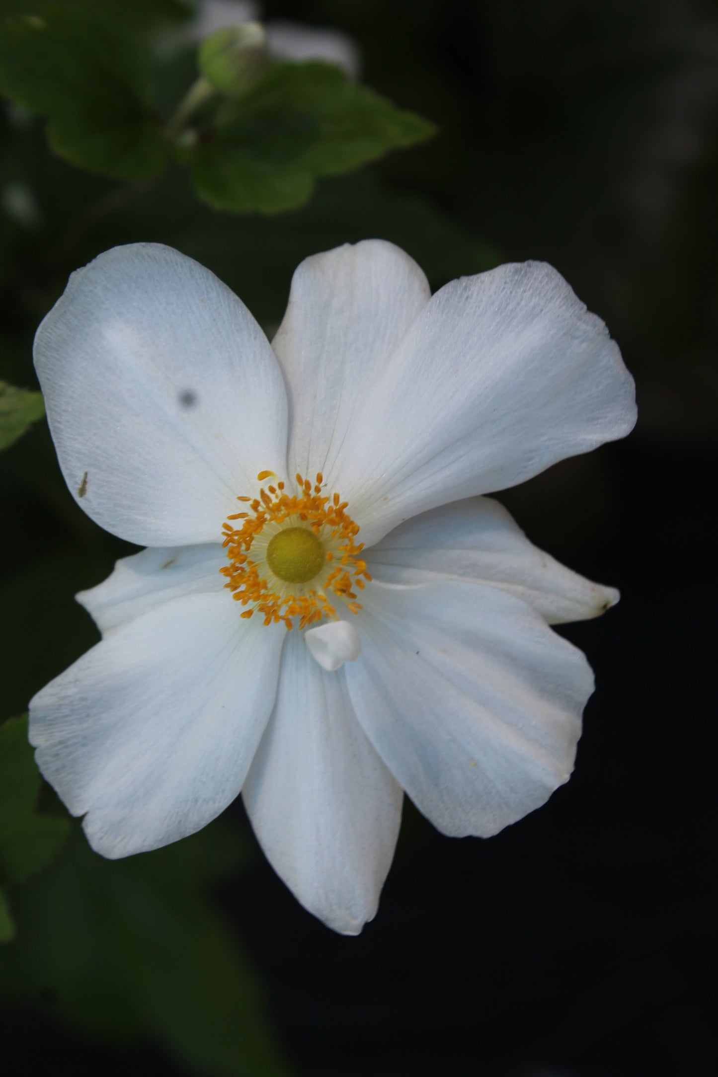 Anemone Honorine Jobert