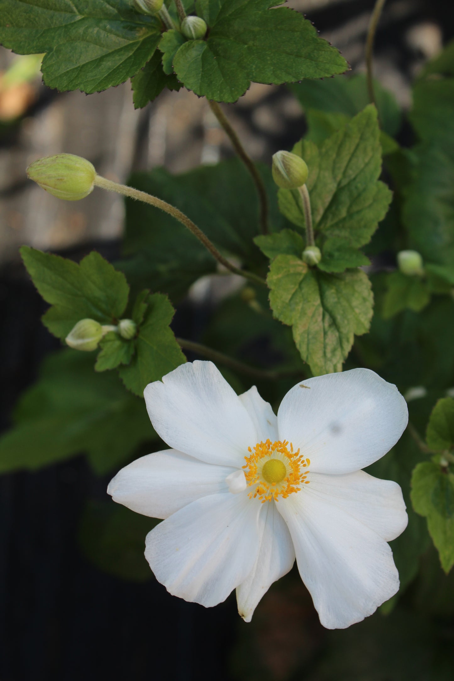 Anemone Honorine Jobert