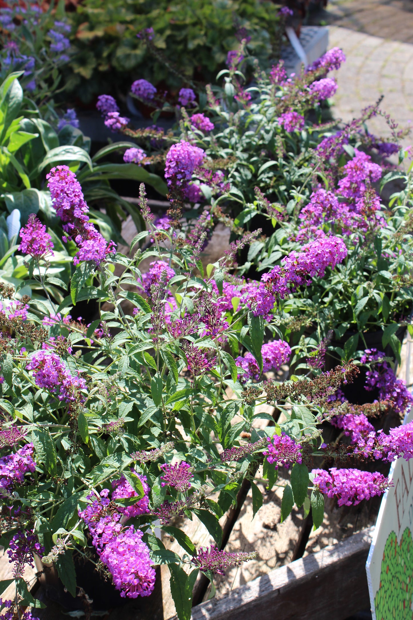 Buddleia Buzz Purple 1g