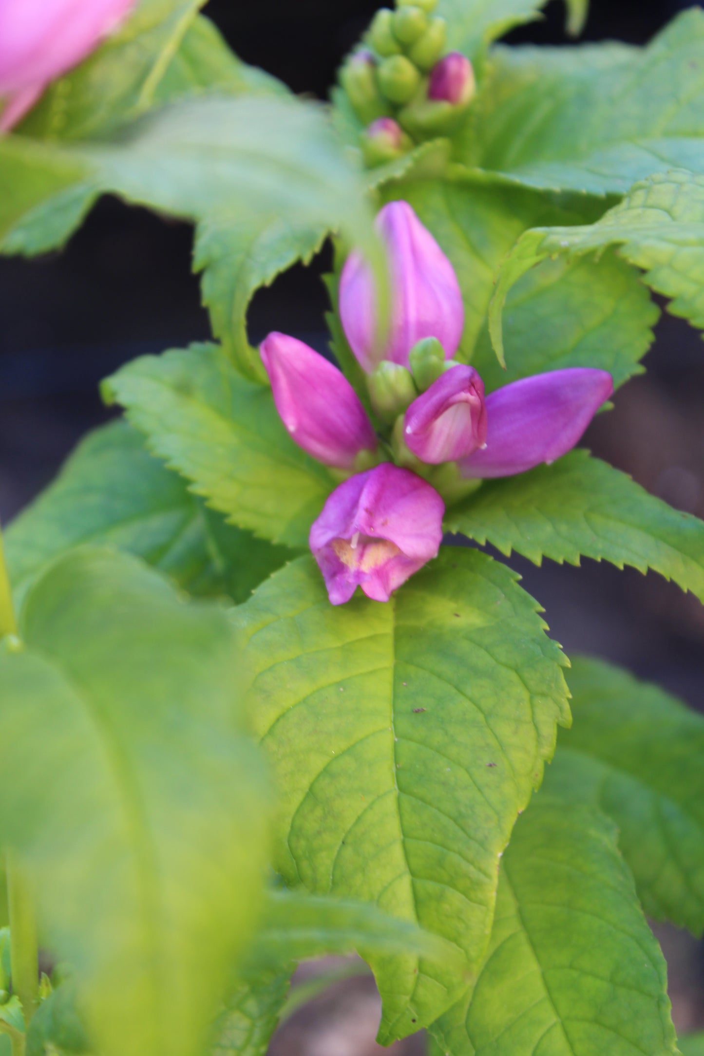 Chelone Hot Lips 1g