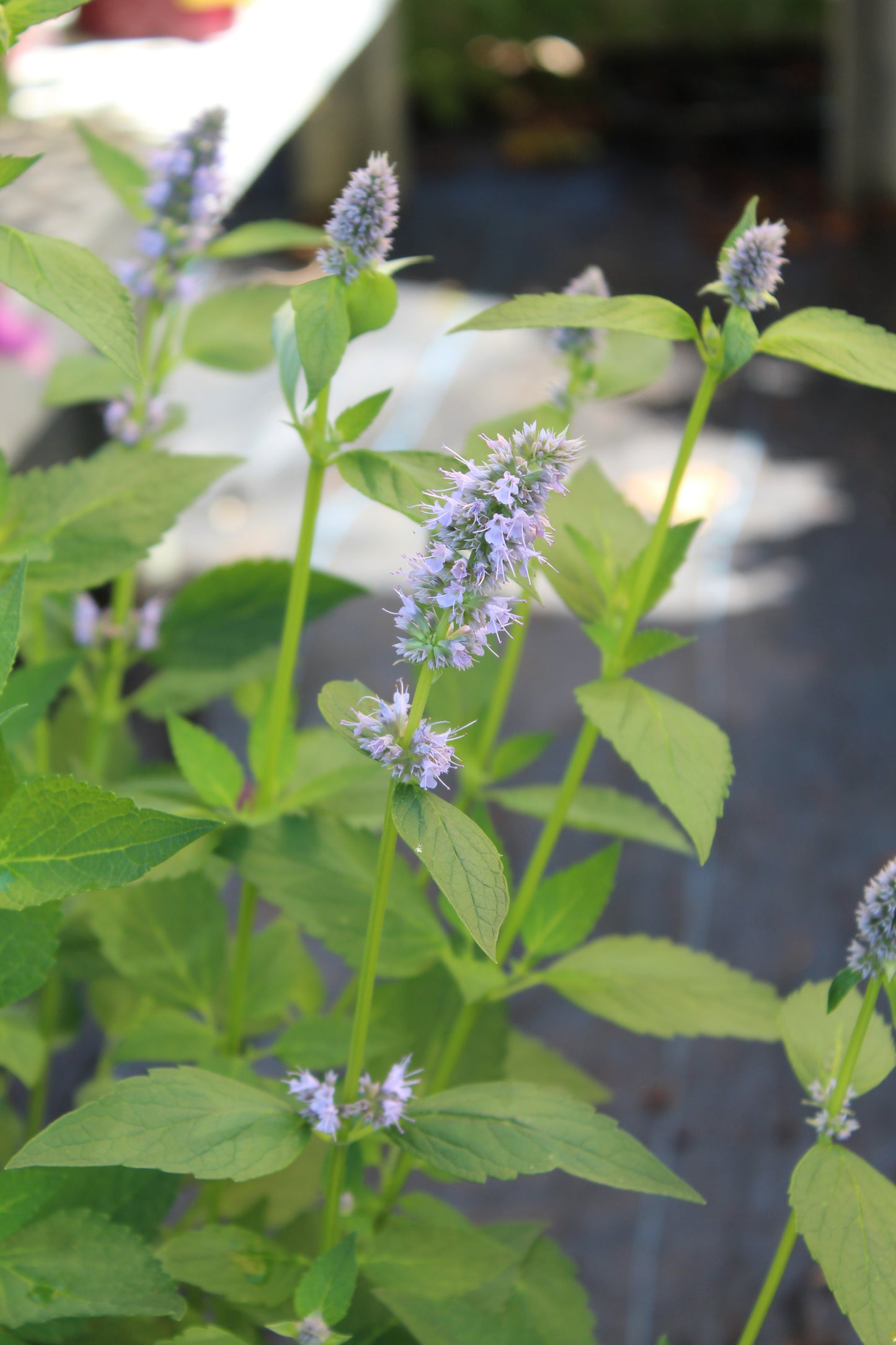 Agastache Blue Fortune