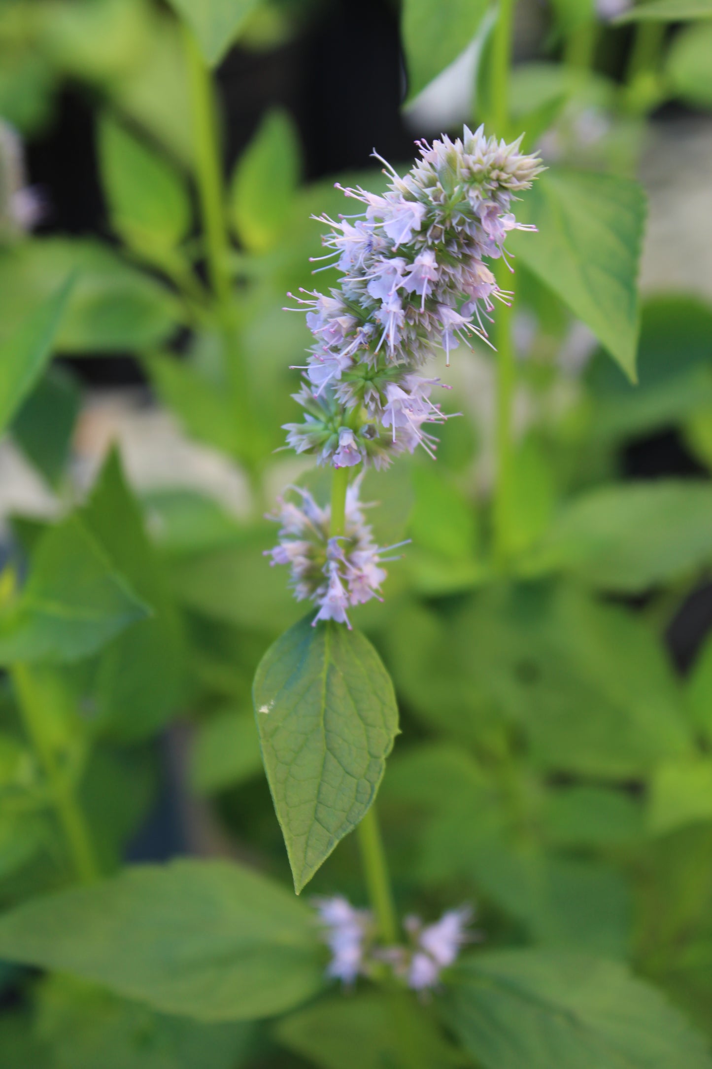 Agastache Blue Fortune
