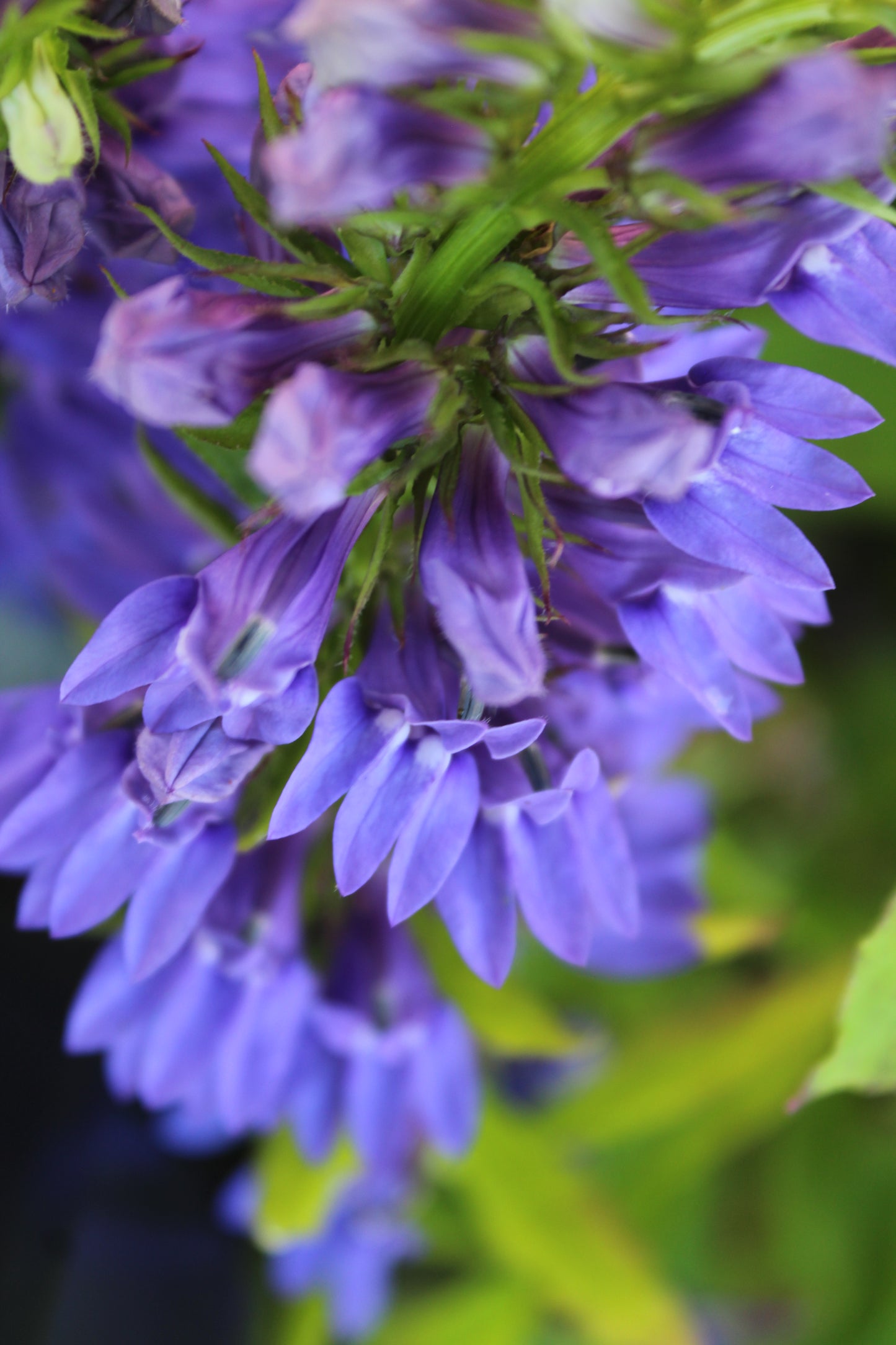 Lobelia s. Kryptonite