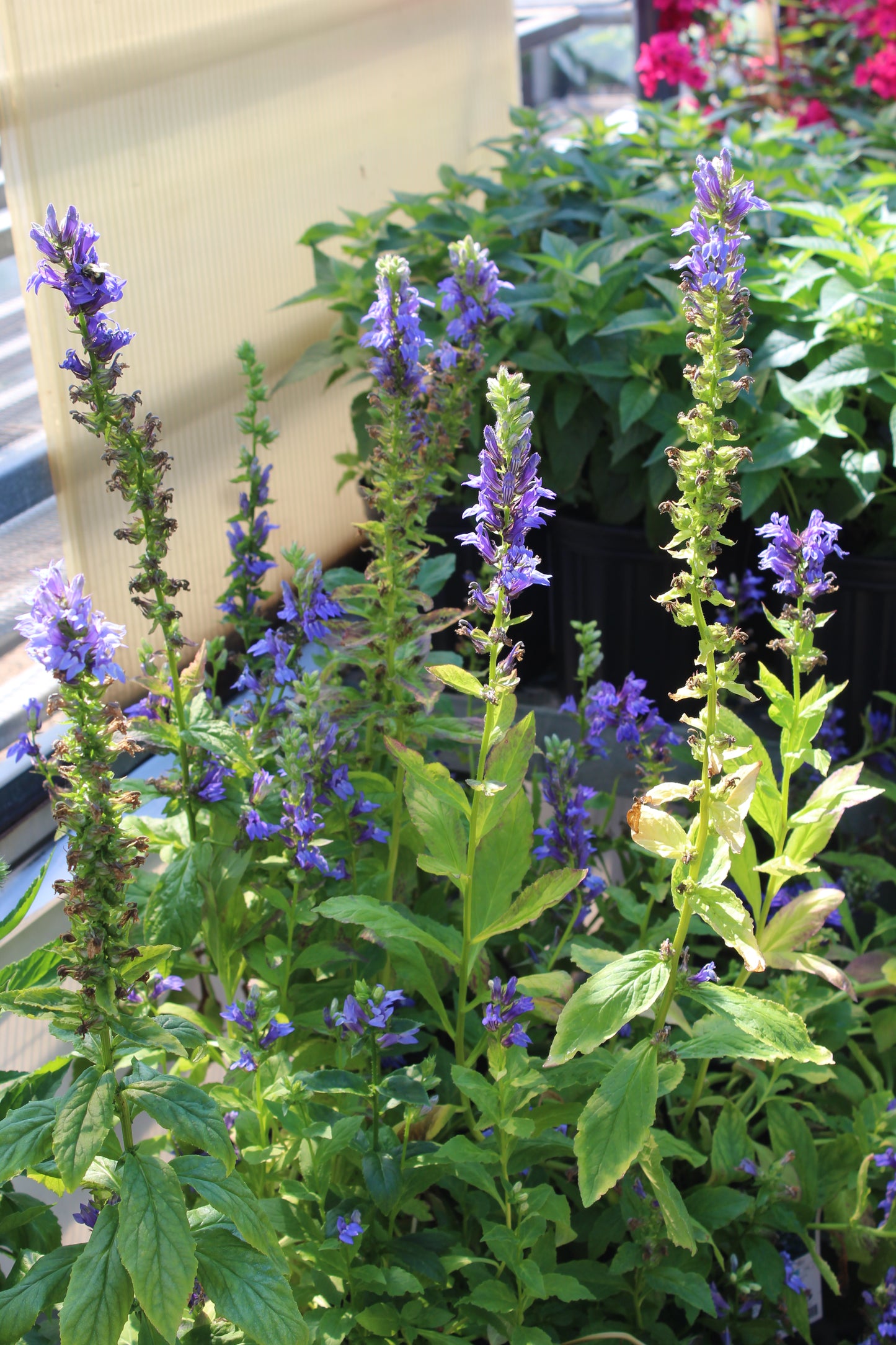 Lobelia s. Kryptonite