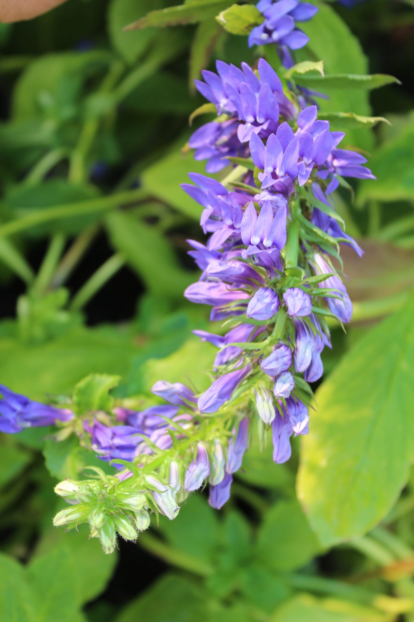 Lobelia s. Kryptonite