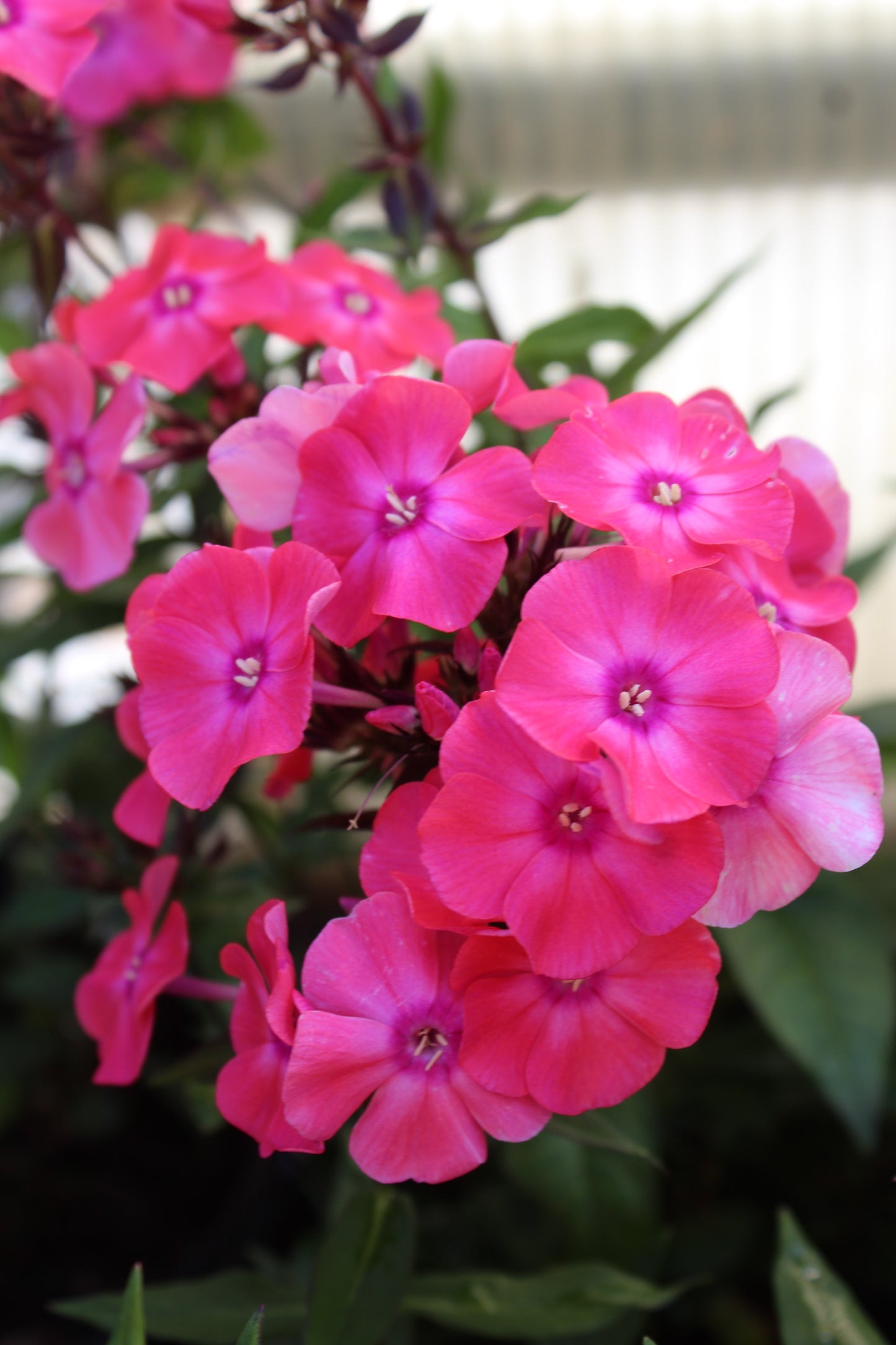 PHLOX paniculata Glamour Girl 1g