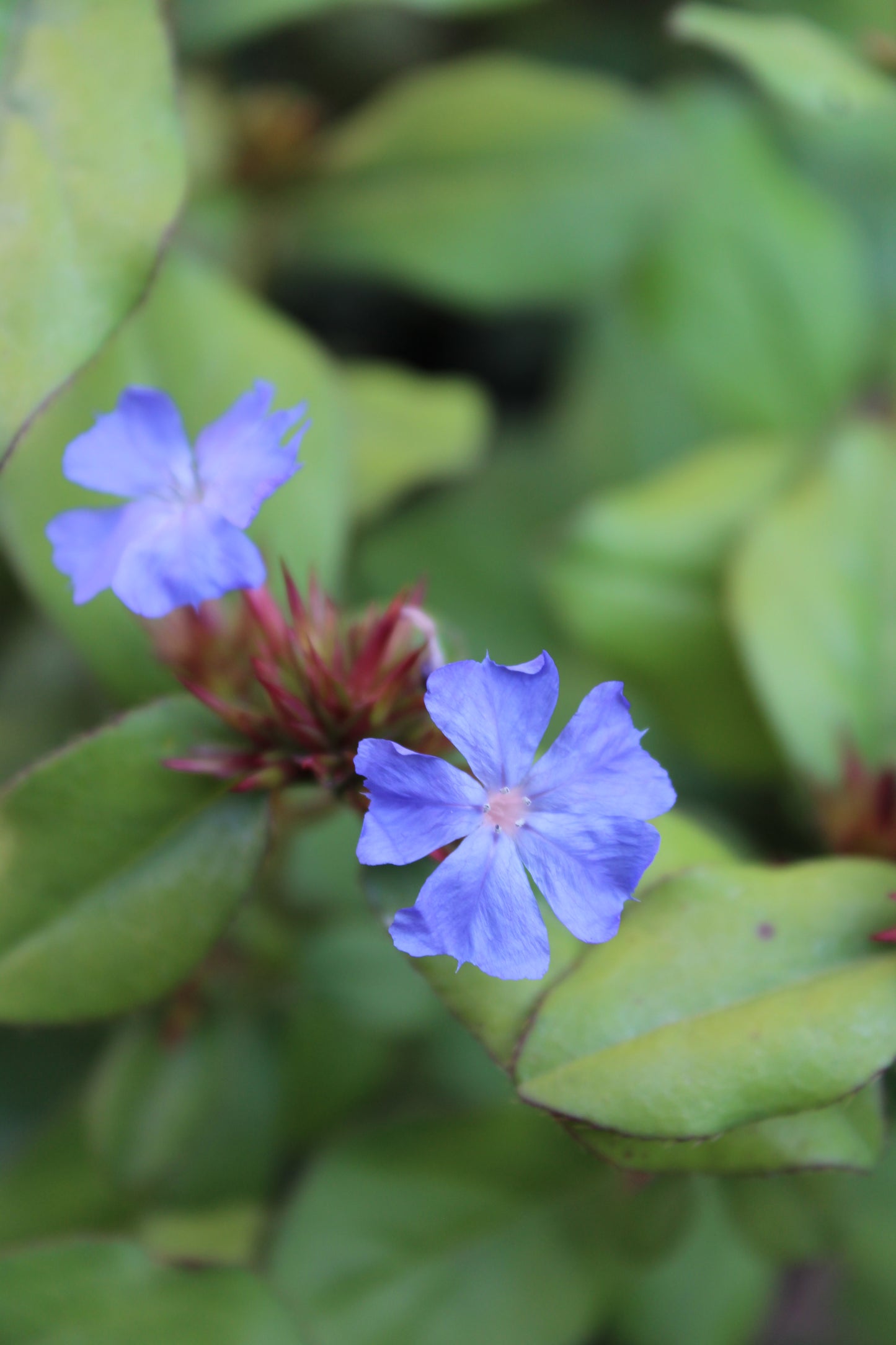 Ceratostigma plumbaginoides