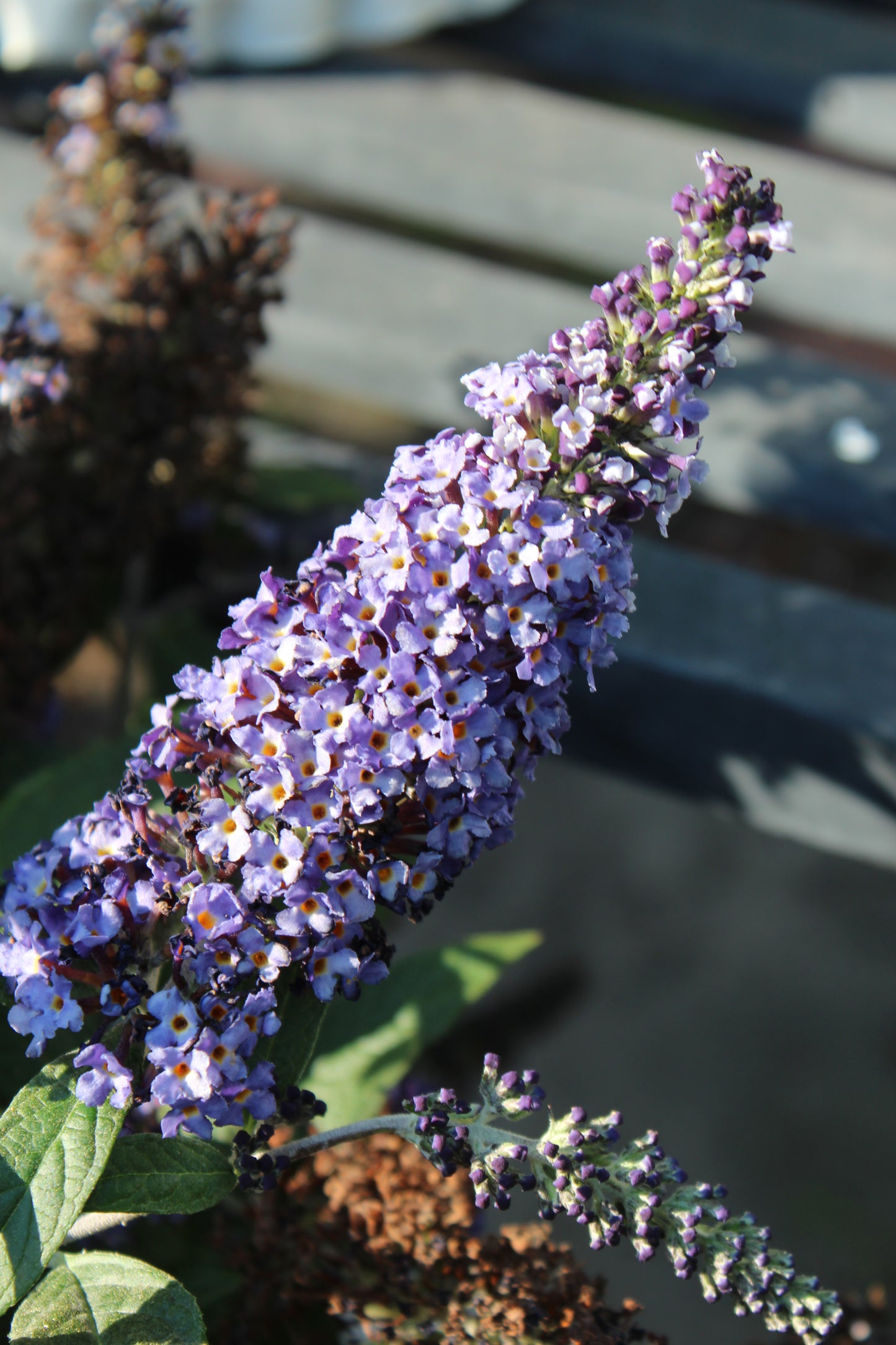 Buddleia Pugster Blue 3g