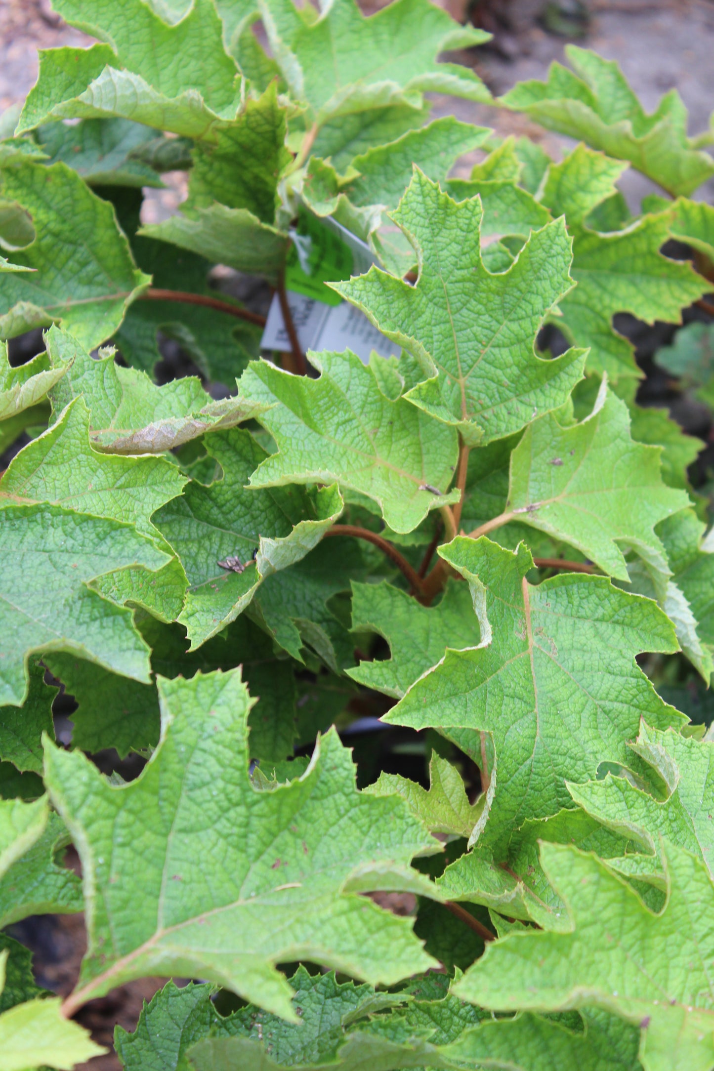 HYDRANGEA QUE. RUBY SLIPPERS 3g