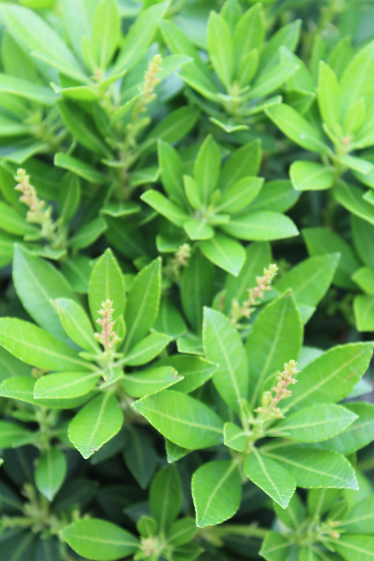 PIERIS JAPONICA `CAVATINE 5G
