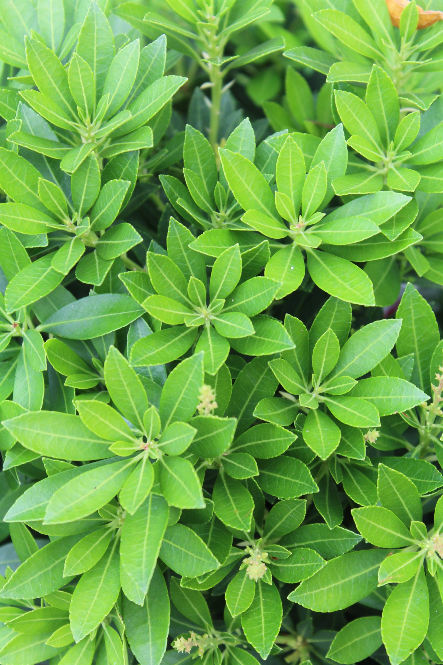 PIERIS JAPONICA `CAVATINE 5G