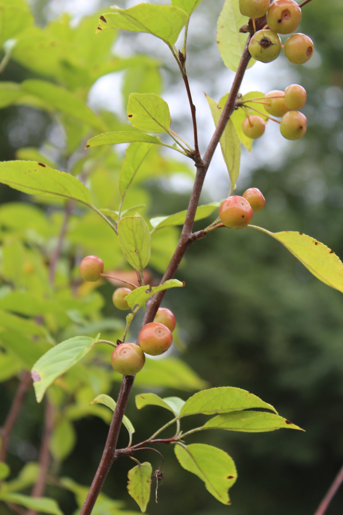 Malus Snowdrift (crabapple) 7g