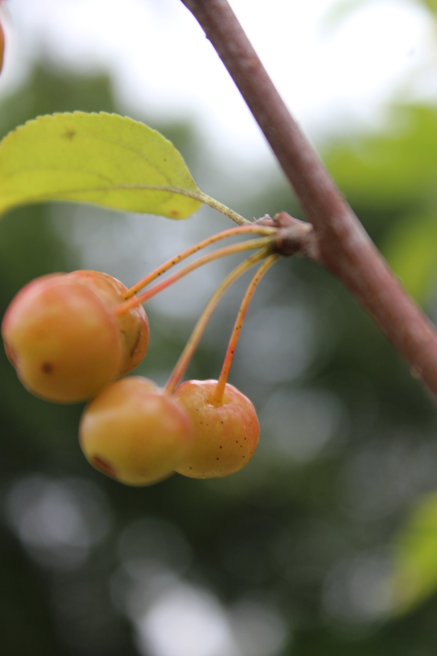 Malus Snowdrift (crabapple) 7g