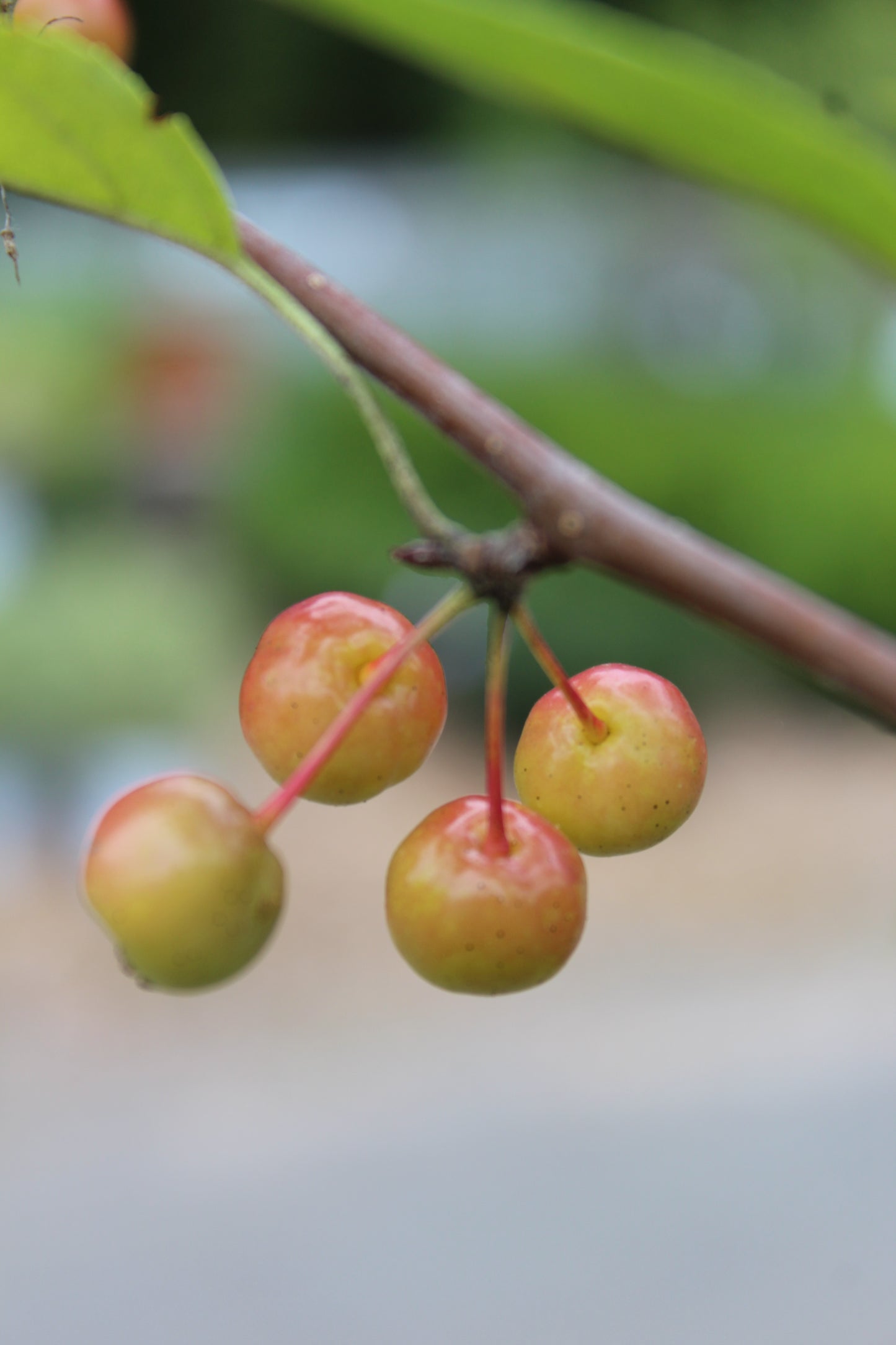 Malus Snowdrift (crabapple) 7g
