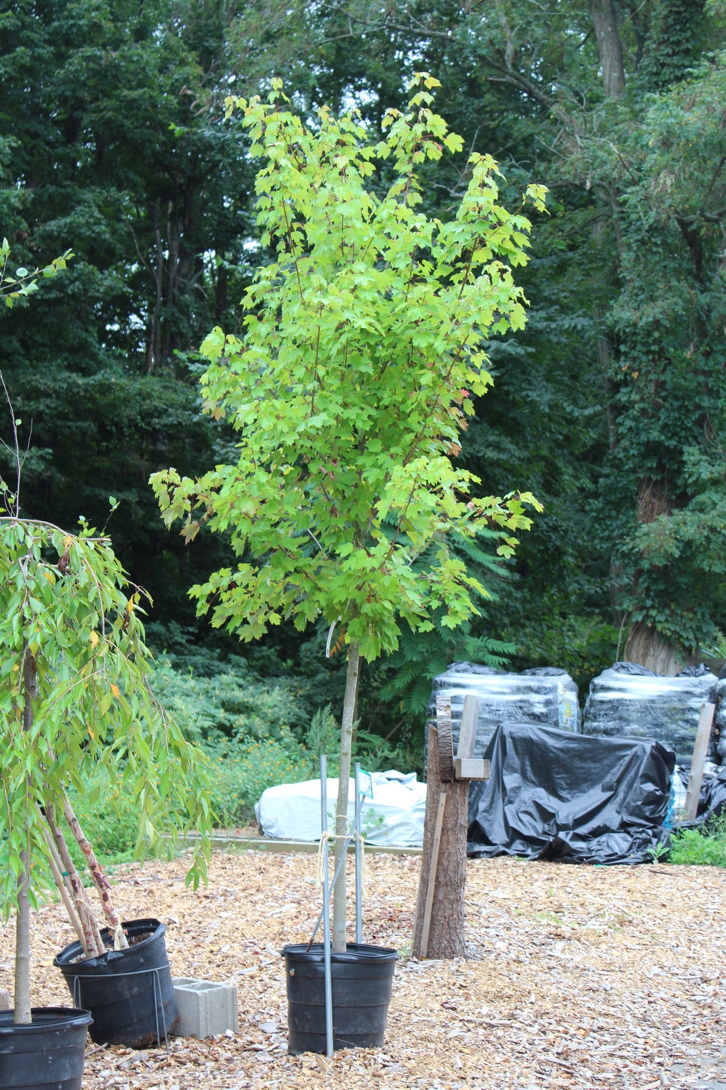 Acer Rubrum Sun Valley 25g