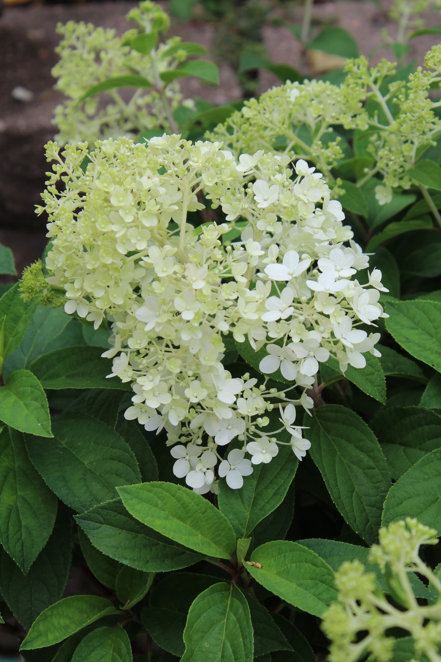 HYDRANGEA PAN. `BOBO` ,2