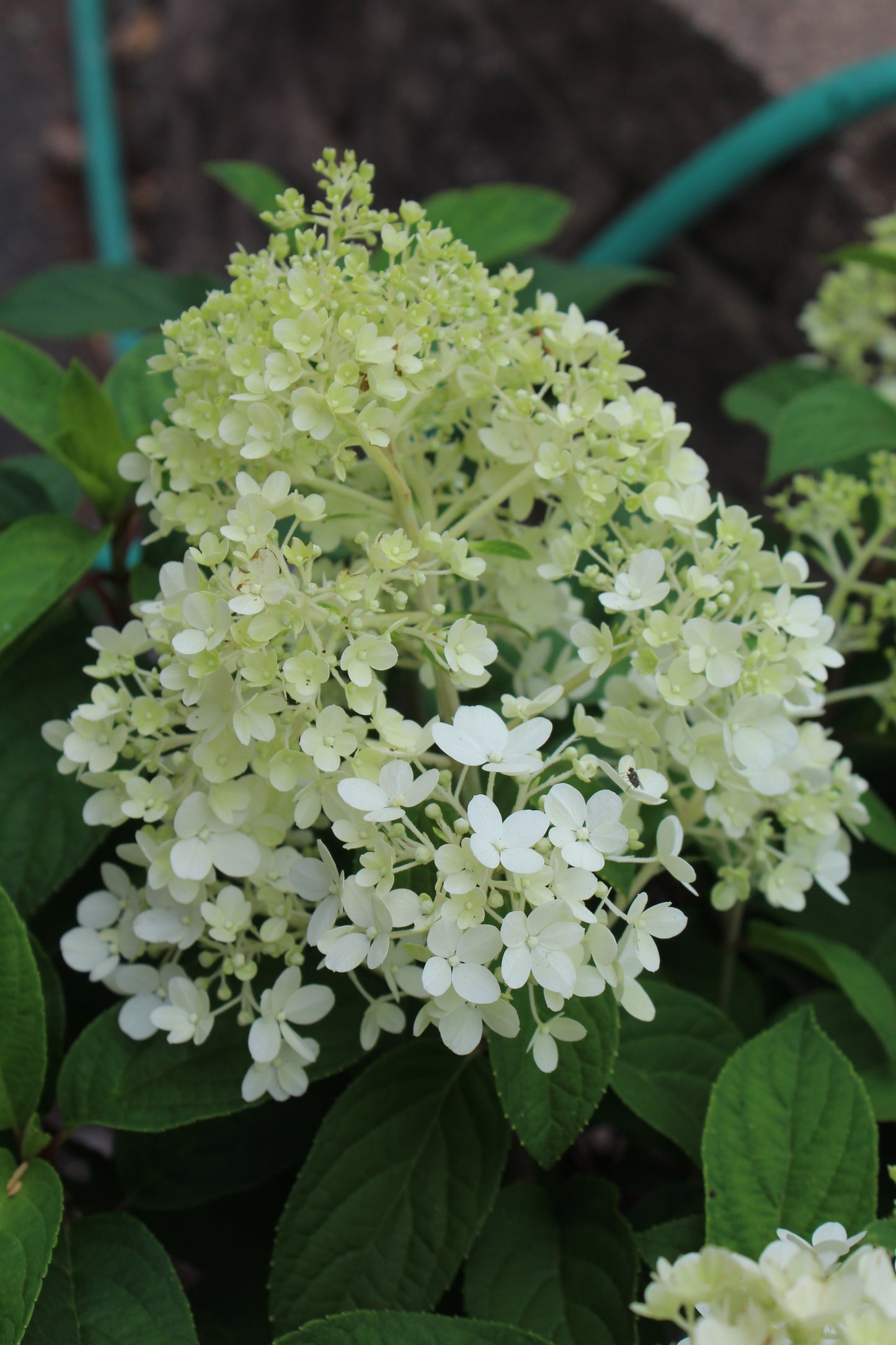 HYDRANGEA PAN. `BOBO` ,2