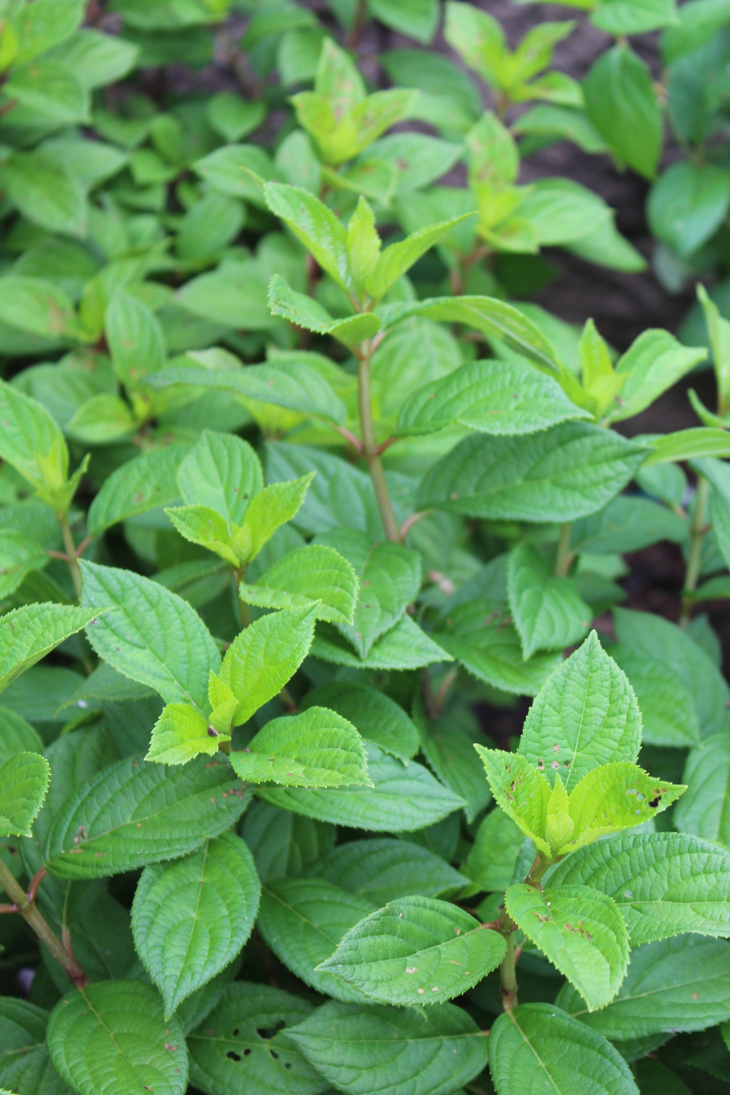 HYDRANGEA PAN. `LITTLE LIME PUNCH 3g