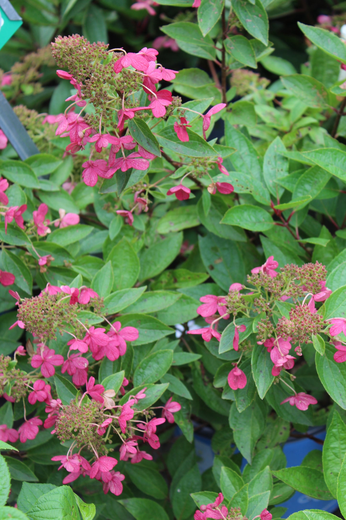 HYDRANGEA PAN.  FLARE 3g