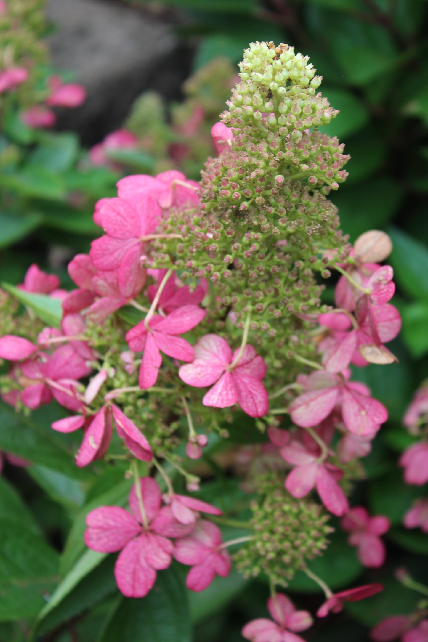 HYDRANGEA PAN.  FLARE 3g