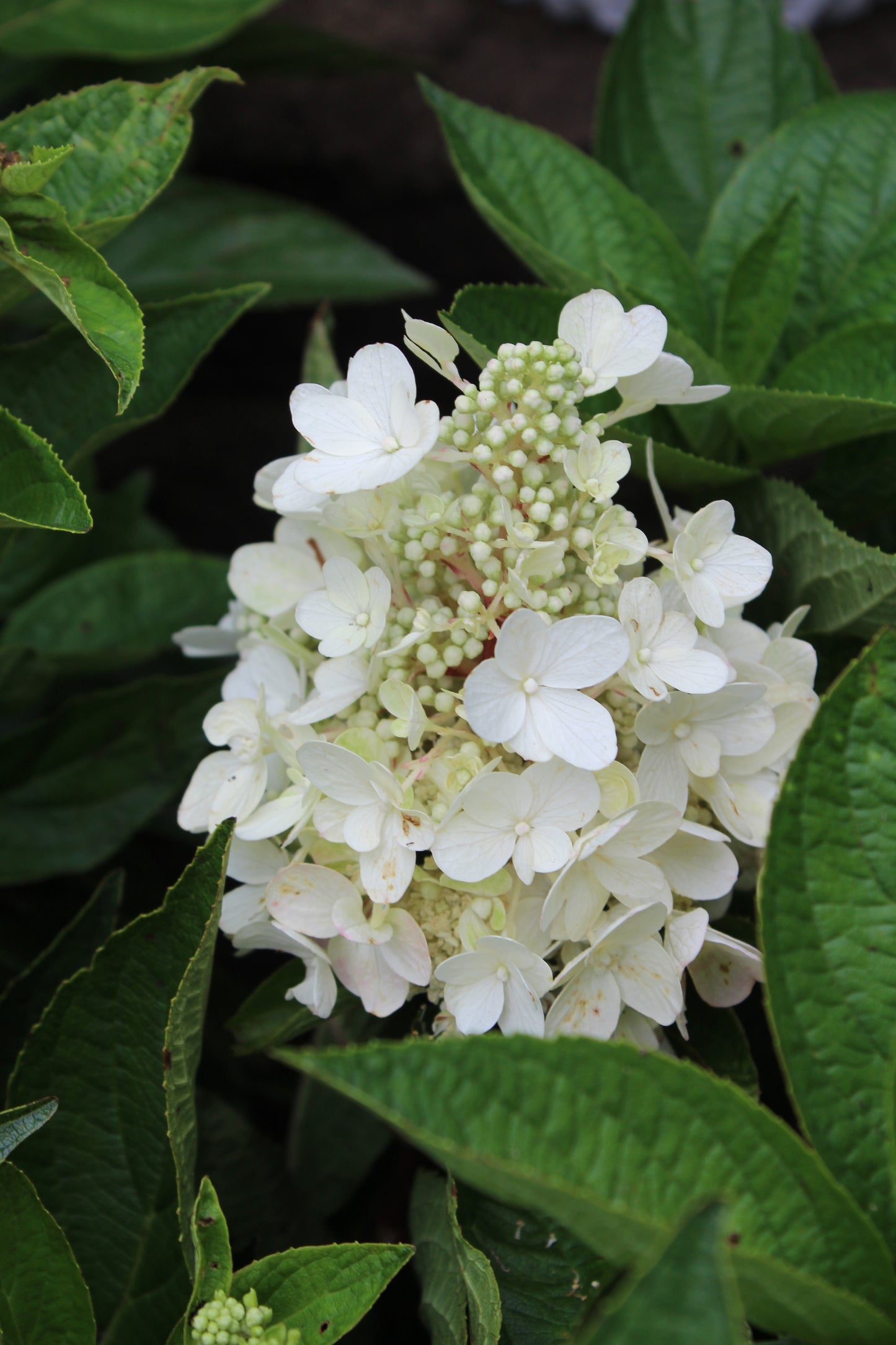 HYDRANGEA PAN.  FLARE 3g