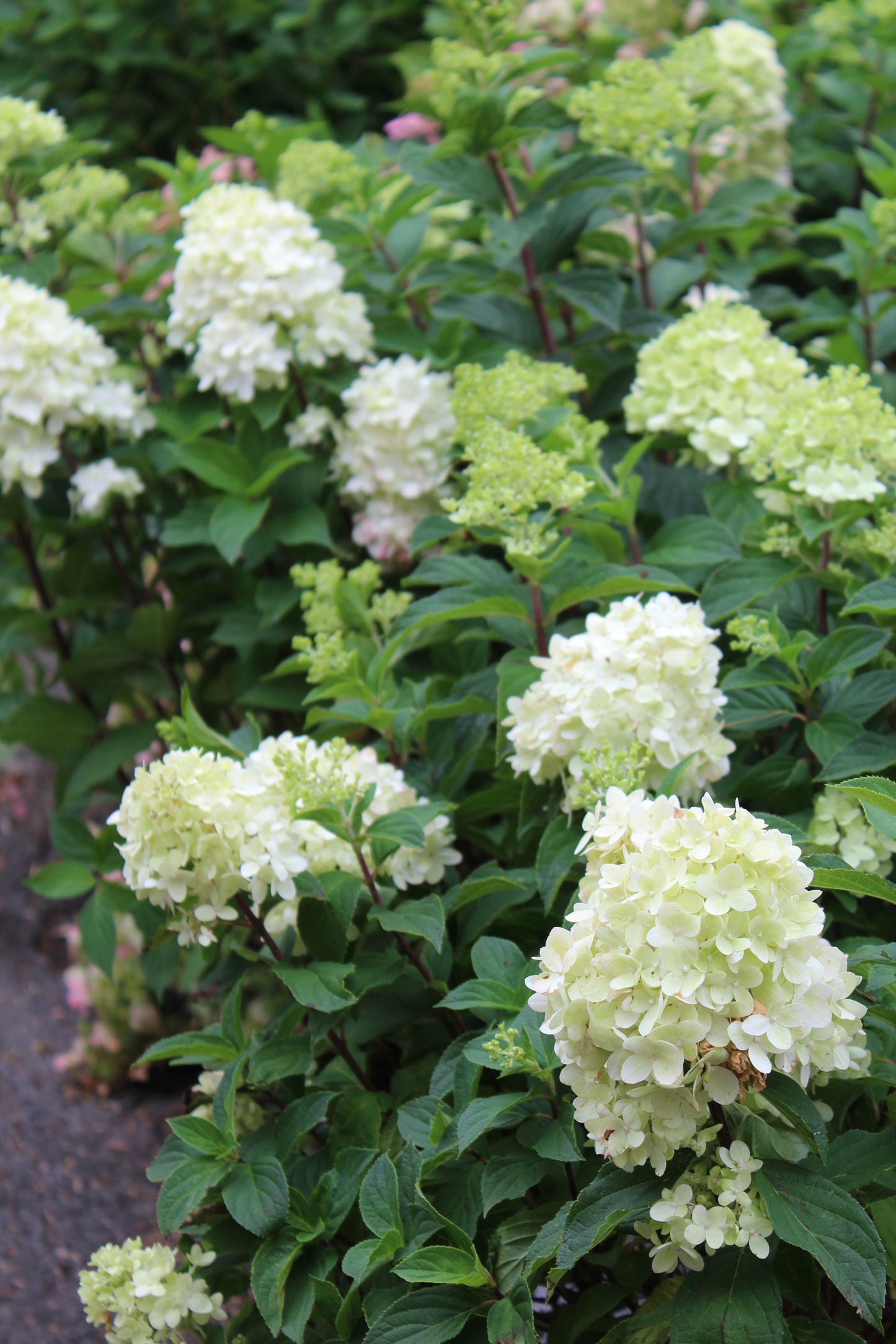 HYDRANGEA PAN. LIMELIGHT PRIME 3g