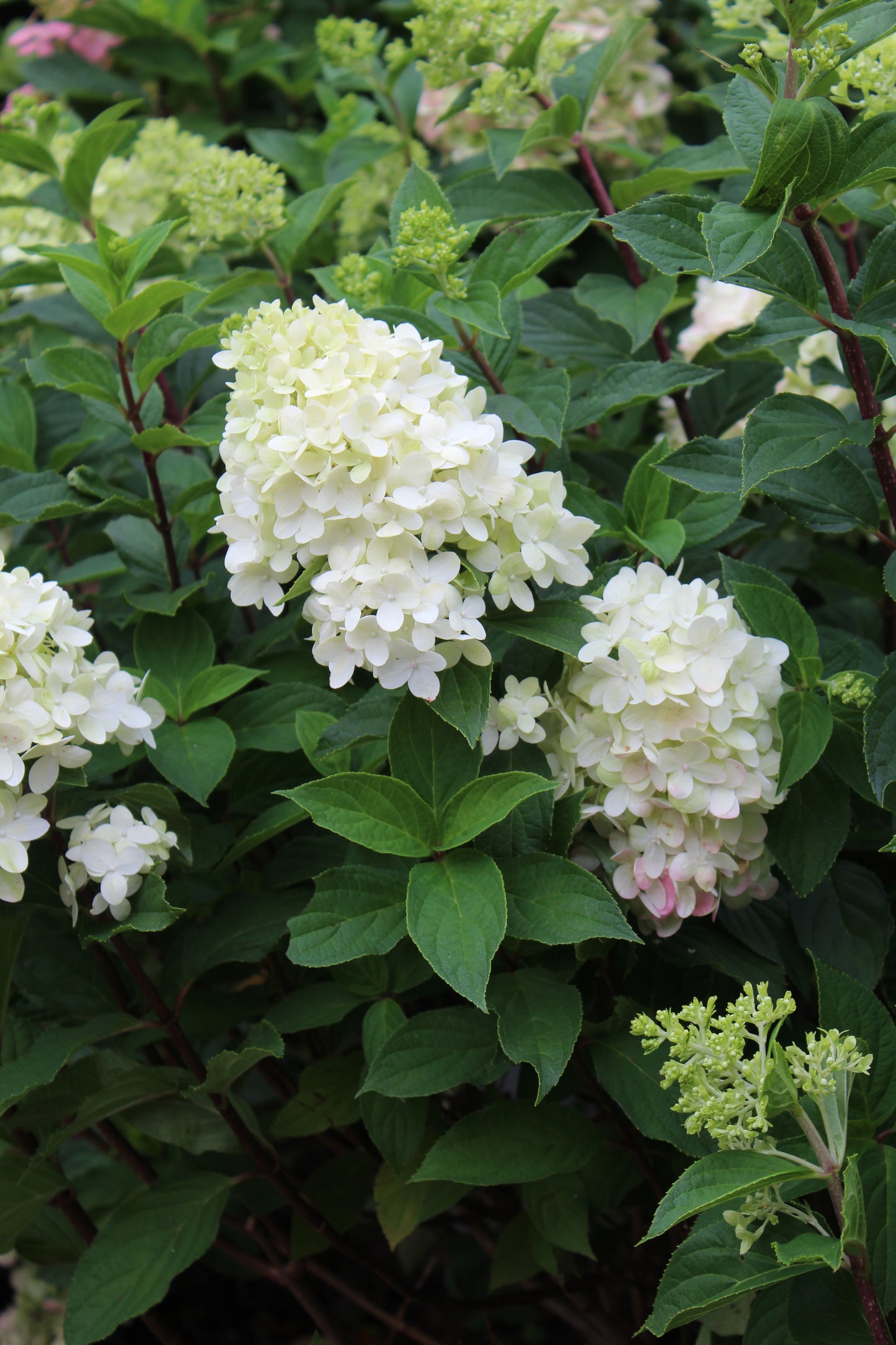 HYDRANGEA PAN. LIMELIGHT PRIME 3g